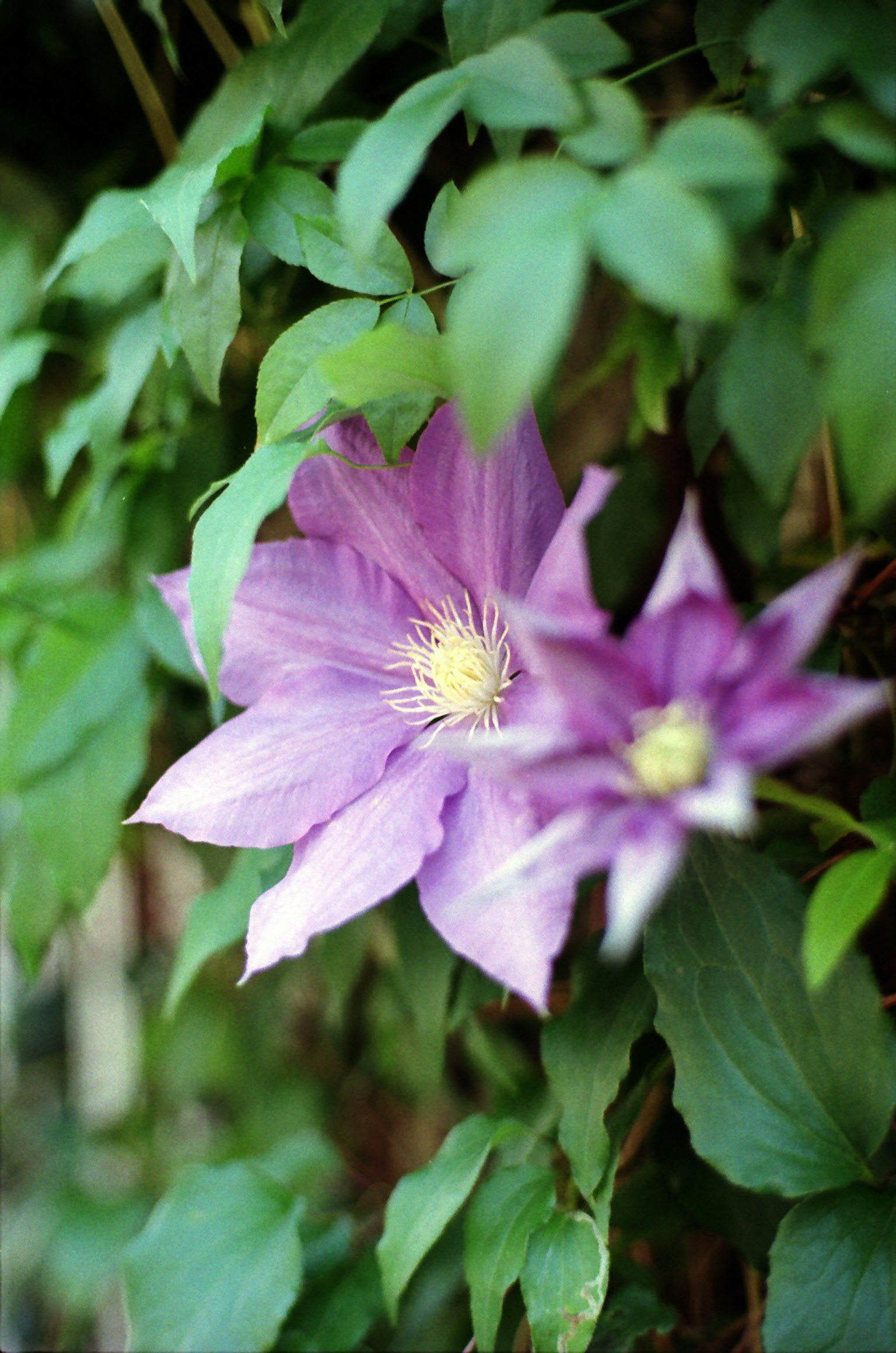 Fleurs de clématite violettes épanouies sur un fond de feuilles vertes