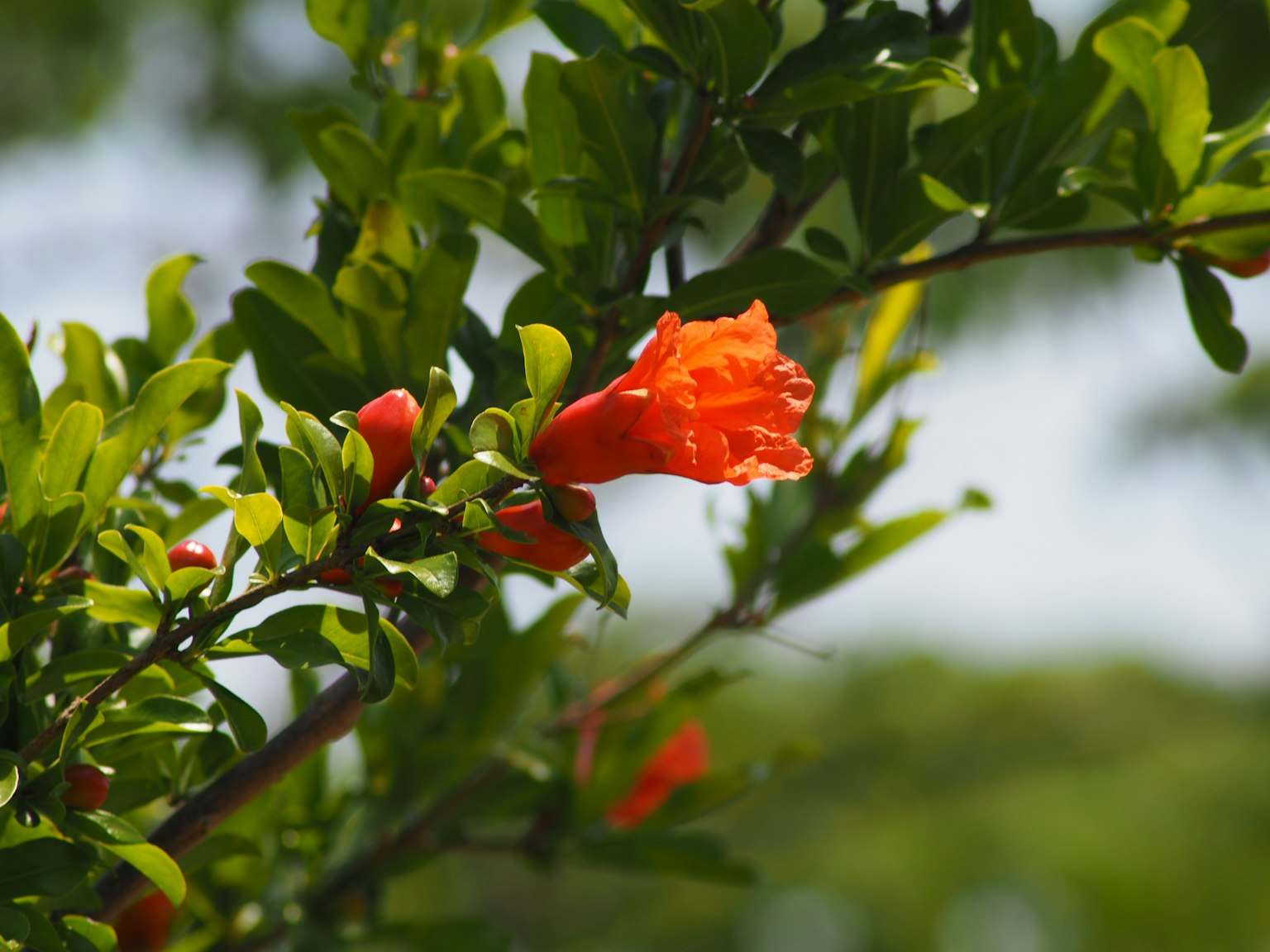 Fiore di melograno arancione vivace che sboccia tra le foglie verdi