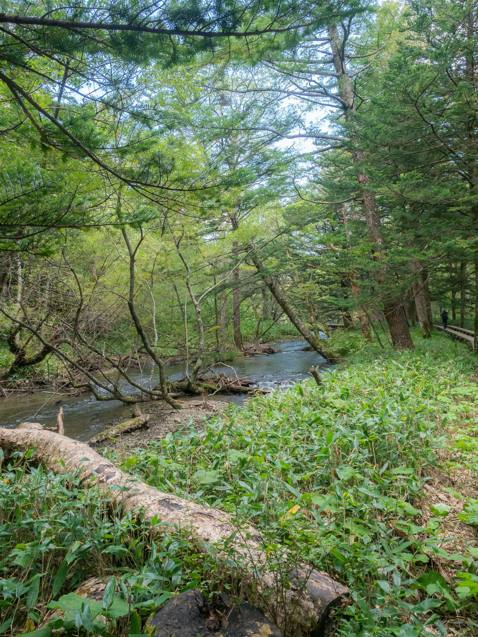 Pemandangan hutan subur dengan aliran sungai dan pepohonan