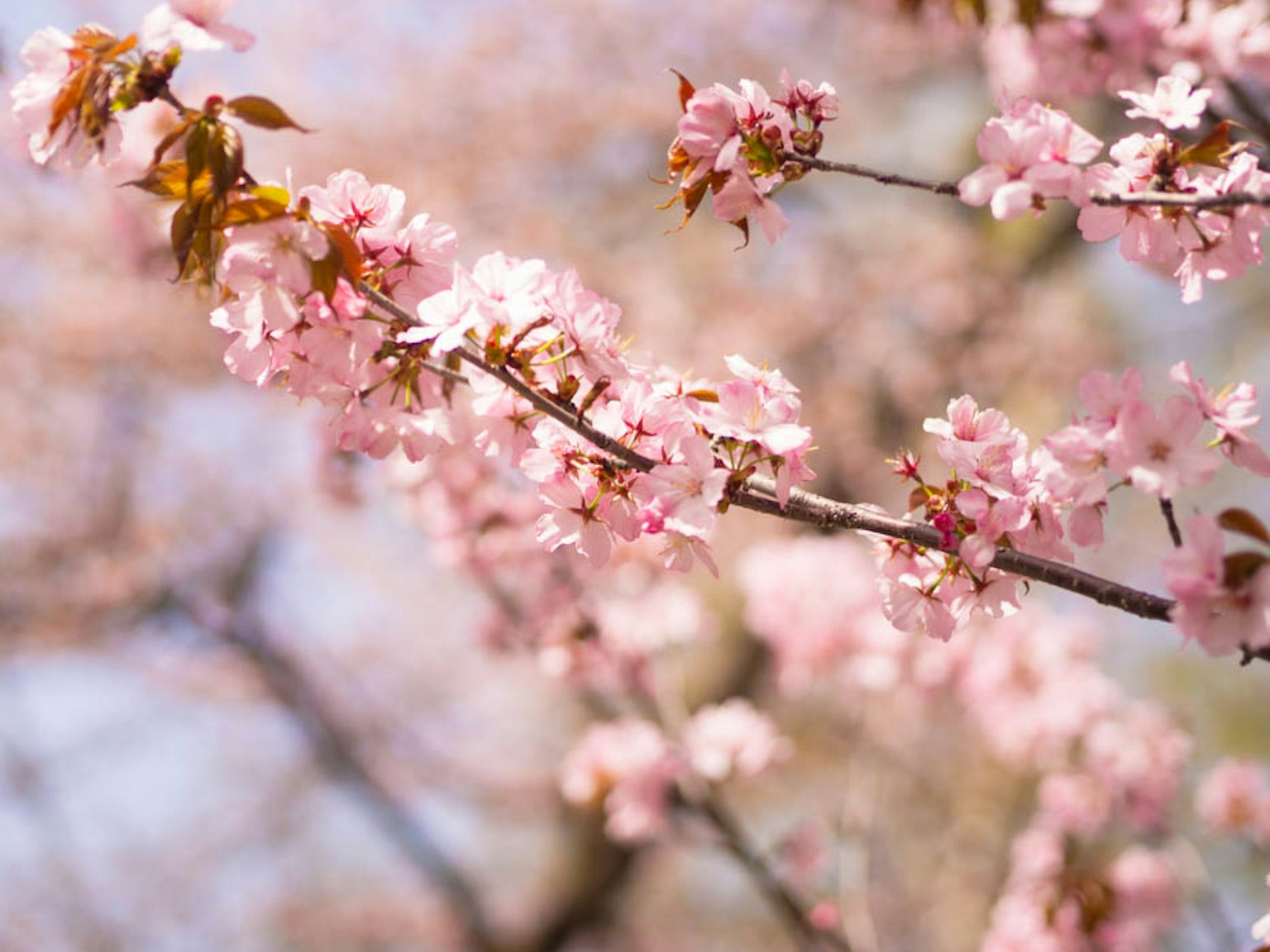 Gros plan des branches de cerisier avec des fleurs roses