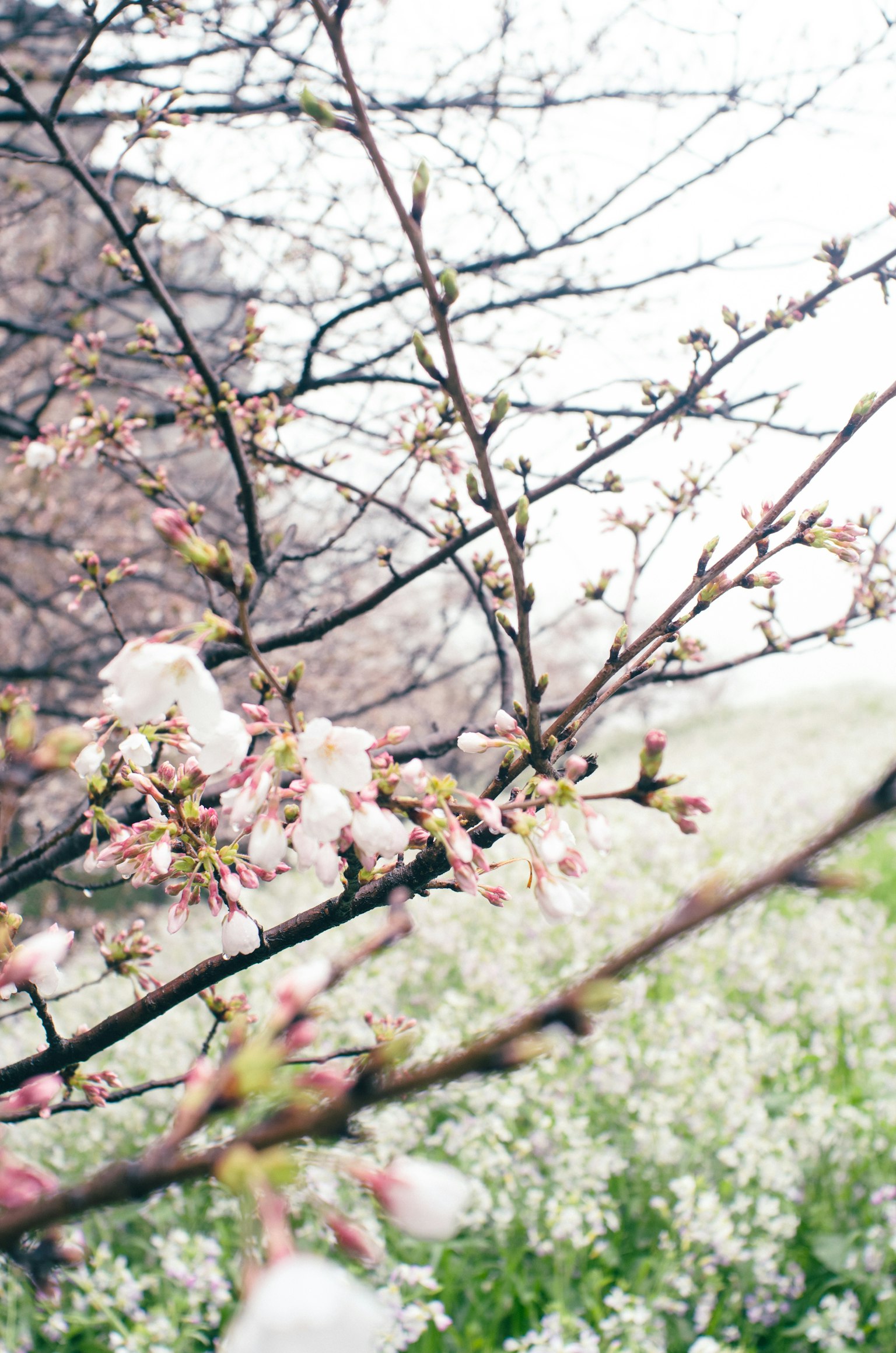 櫻花樹枝帶粉色花朵和綠色草地