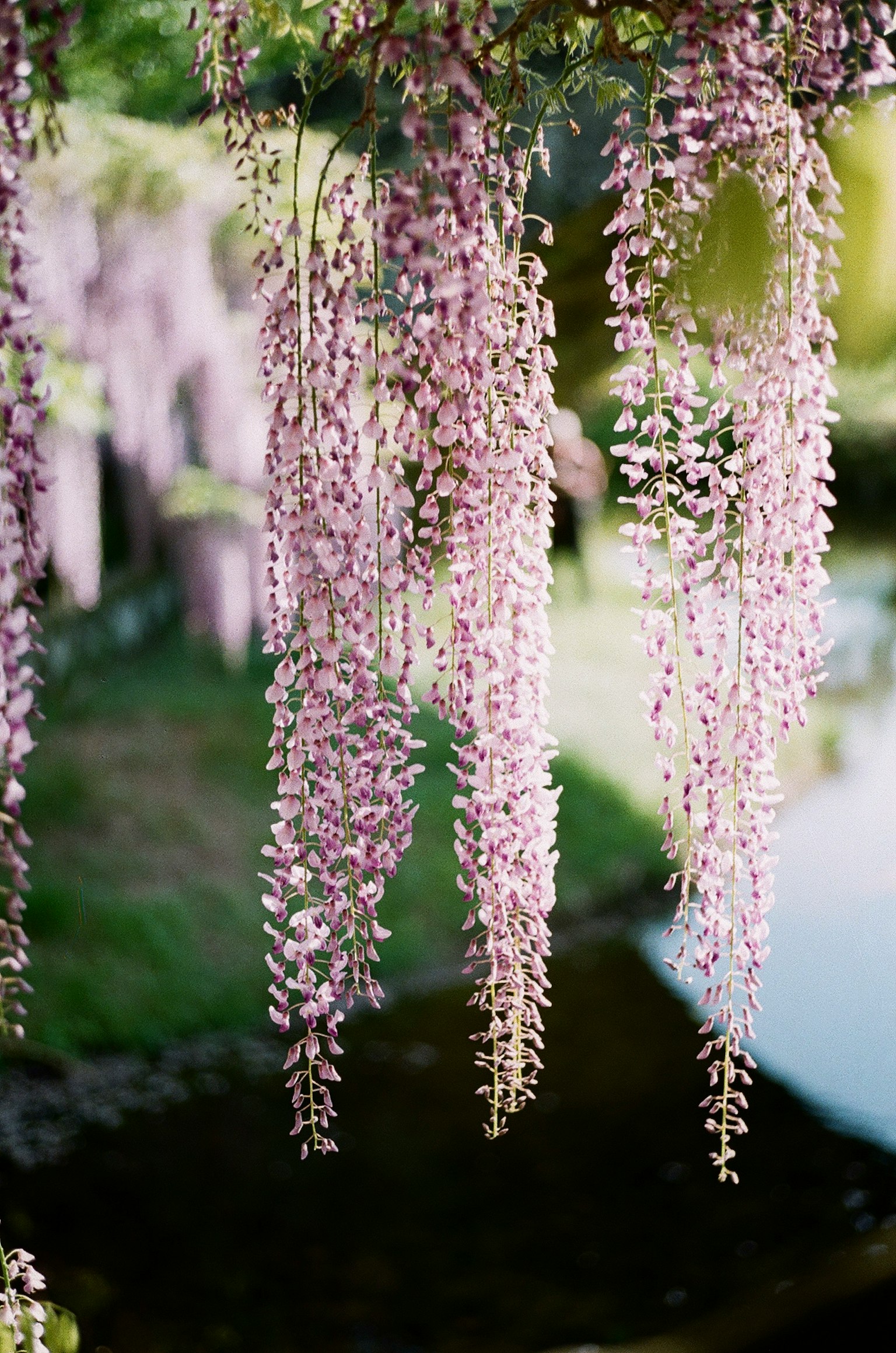 Schöne Szene von hängenden lila Wisteria-Blüten