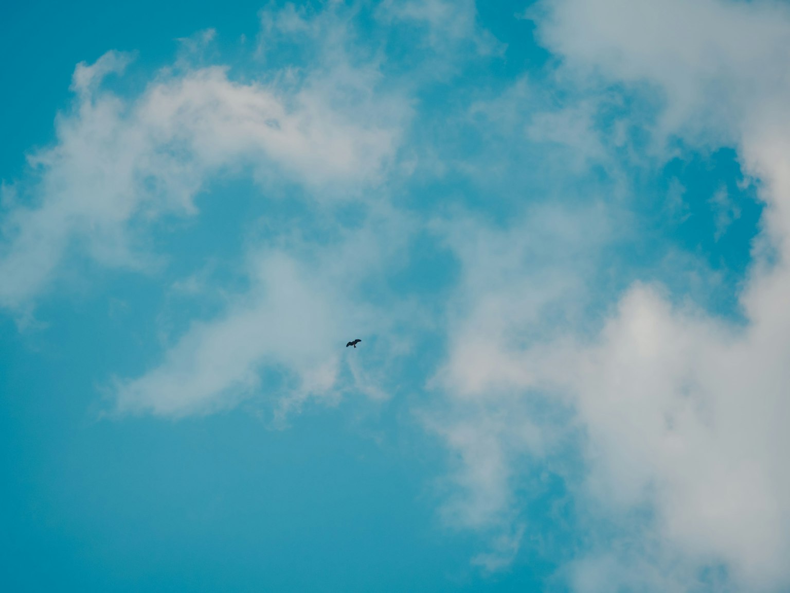 Un petit oiseau volant dans un ciel bleu avec des nuages blancs