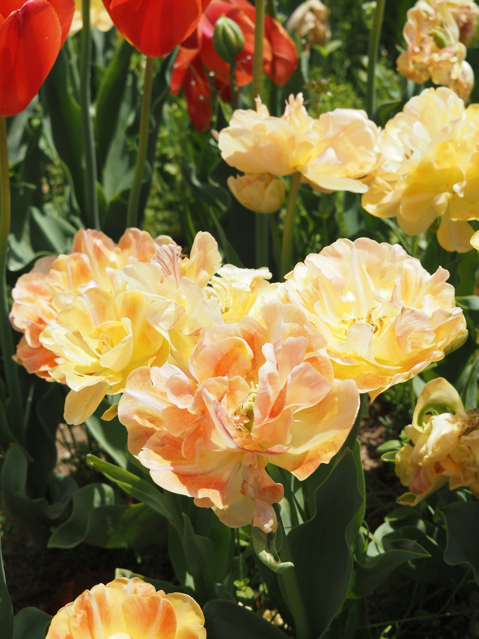 Pfirsich- und cremefarbene Tulpen blühen in einem Garten
