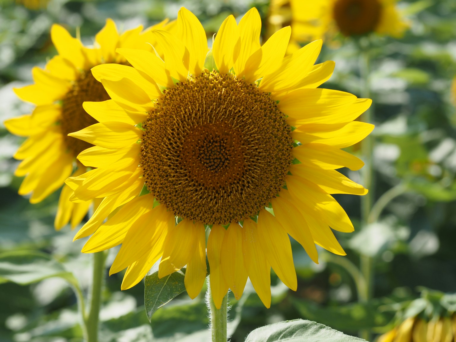 Helle gelbe Sonnenblumen in voller Blüte