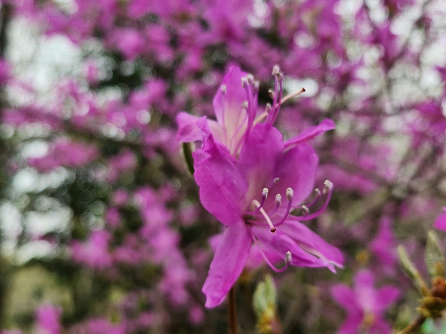 Lebendige pinkfarbene Blume mit verschwommenen lila Blumen im Hintergrund