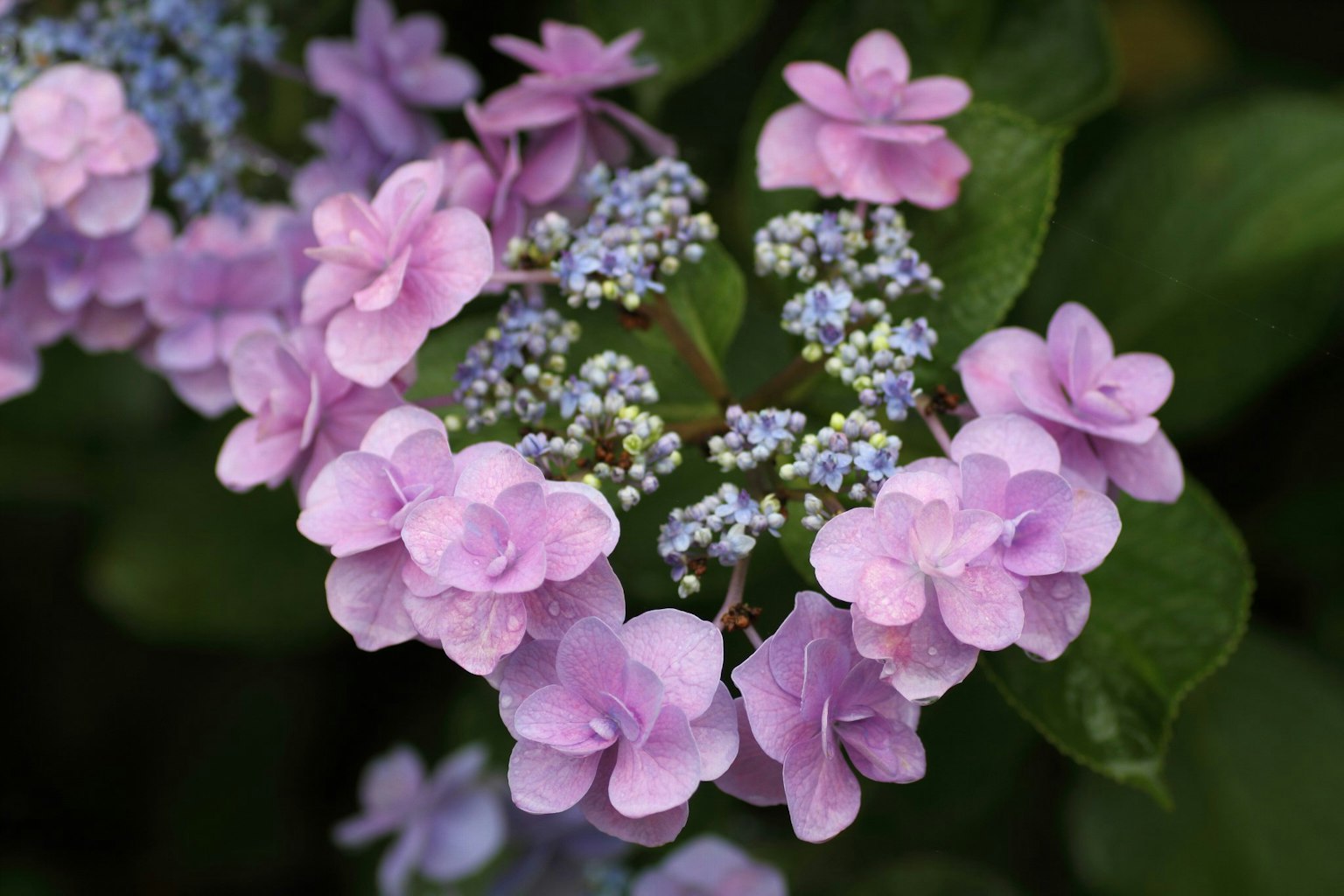 Primo piano di ortensia con petali viola e piccoli fiori blu