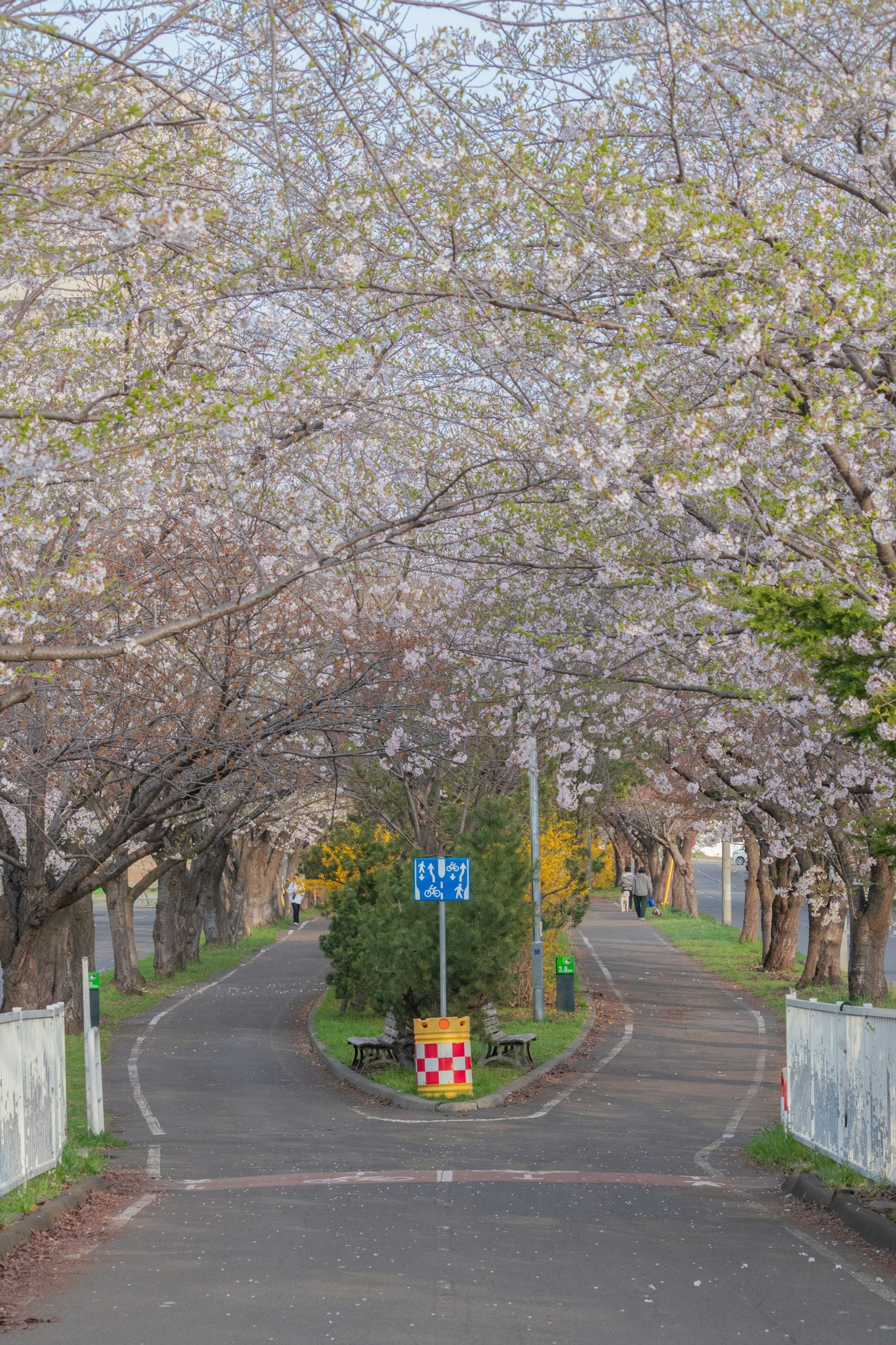 樱花树下分岔的道路风景