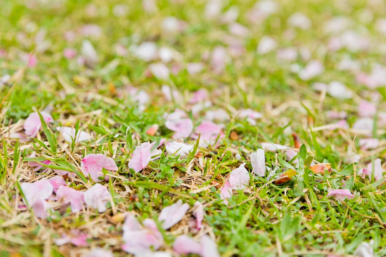 Kirschblütenblätter auf grünem Gras verstreut