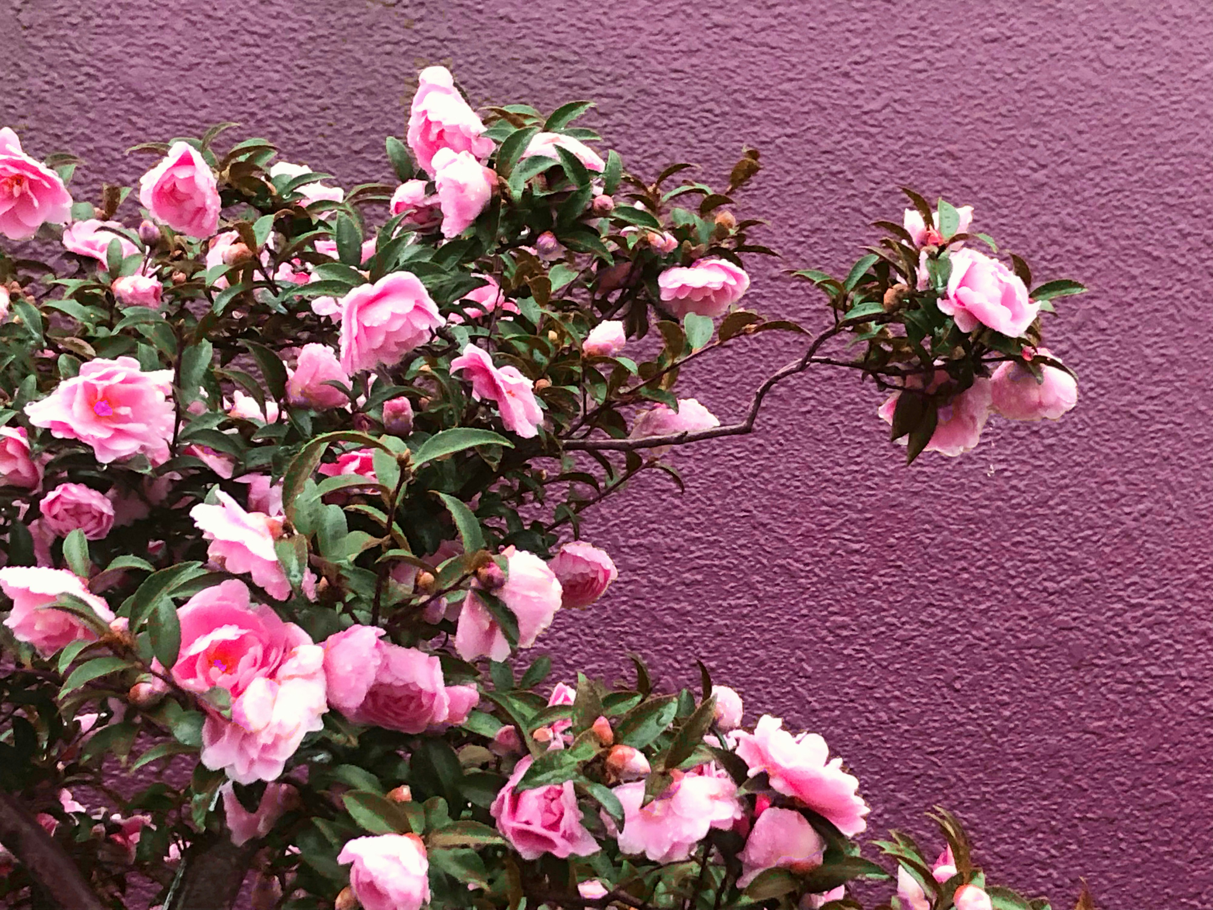 ピンクの花が咲く壁際の枝