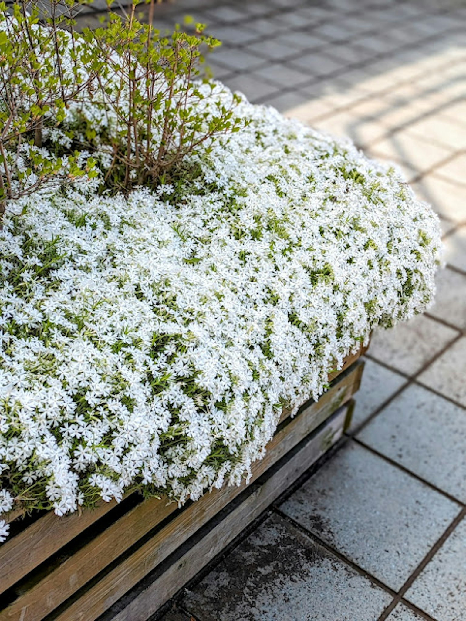 Una maceta llena de flores blancas y follaje verde