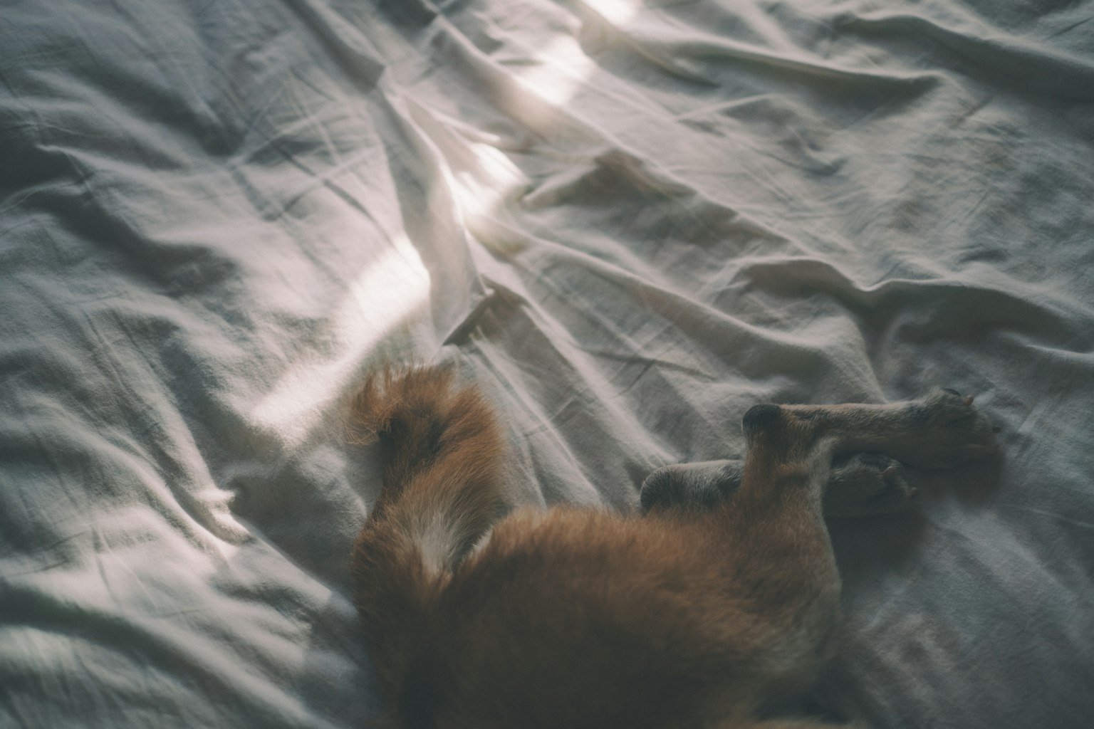 Punggung kucing tidur di atas tempat tidur lembut dengan refleksi cahaya