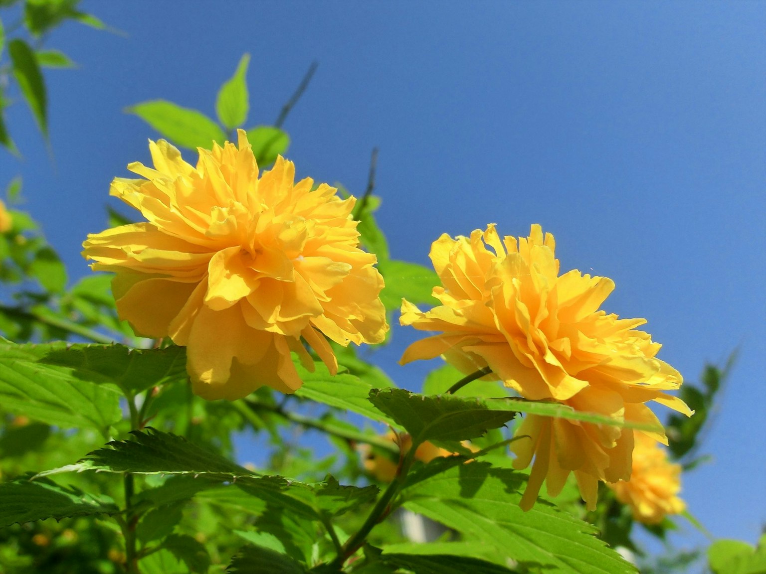 Fiori gialli brillanti che fioriscono sotto un cielo blu