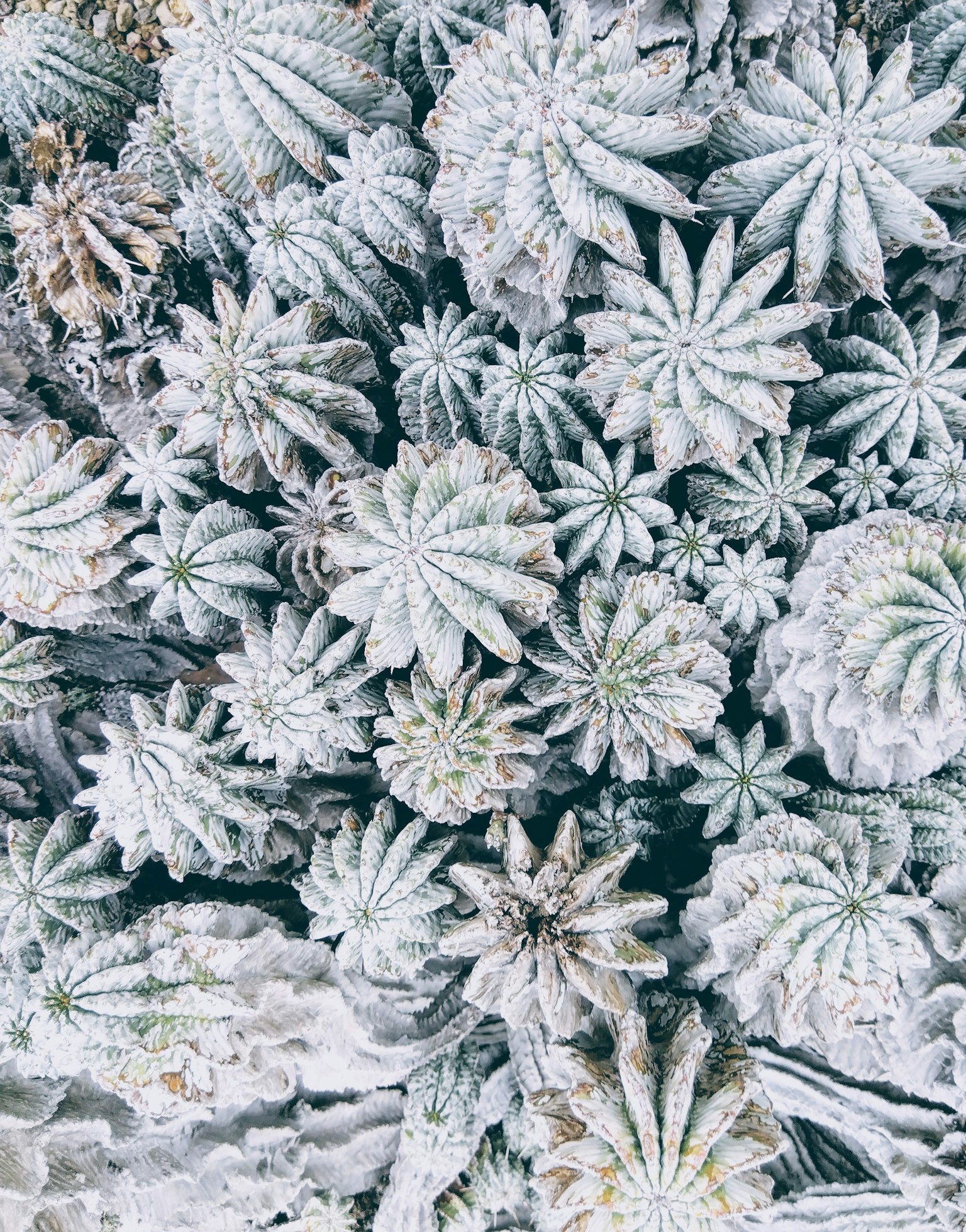 Raggruppamento di succulente bianche di forme diverse