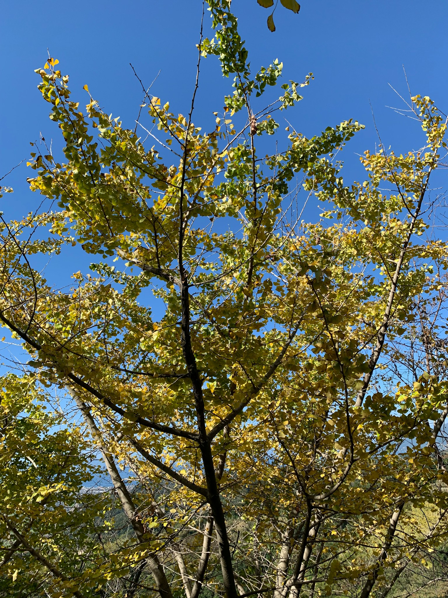 Baum mit gelben Blättern unter einem klaren blauen Himmel