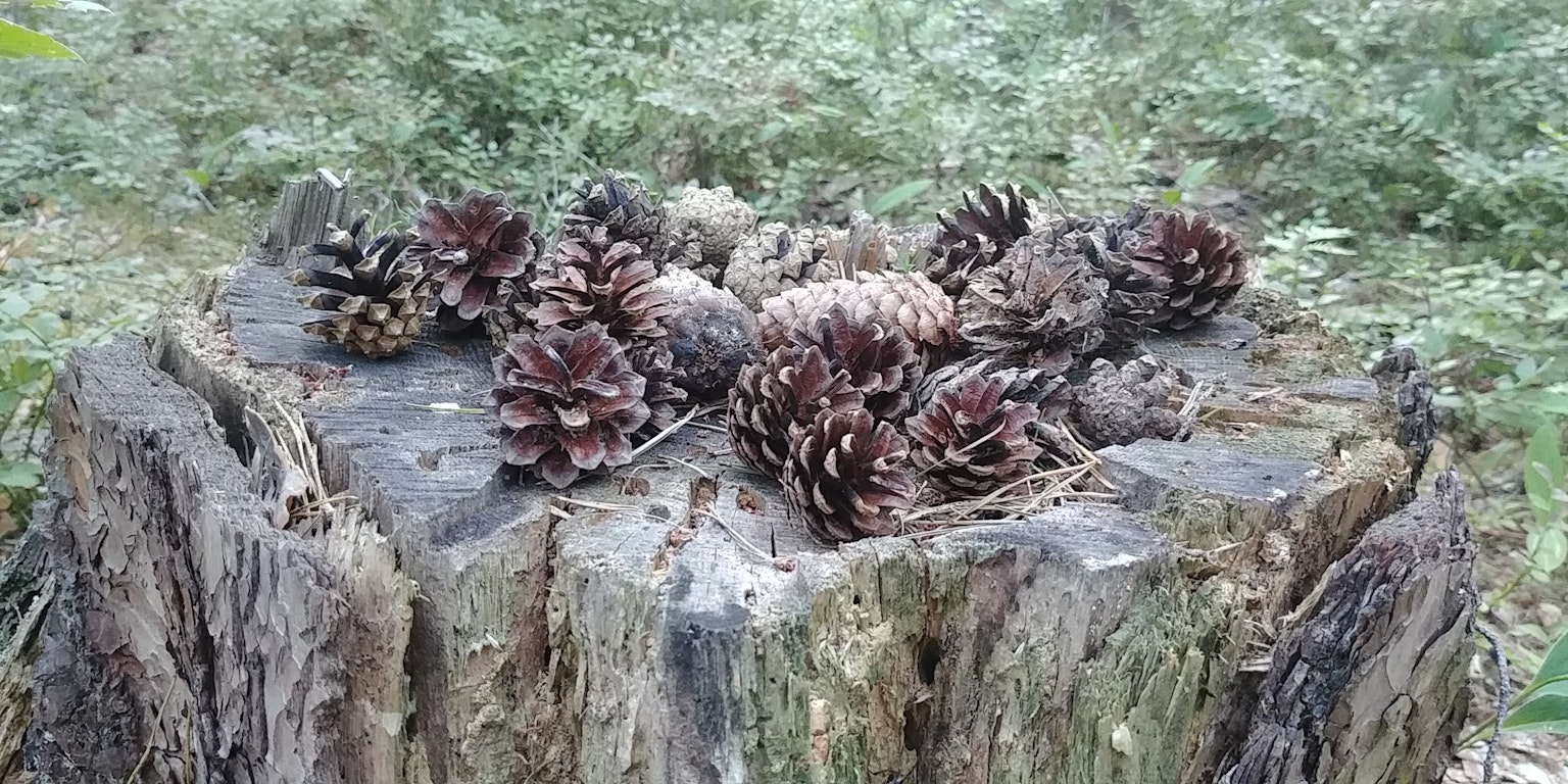 Kerucut pinus disusun di atas tunggul pohon dengan latar belakang hijau