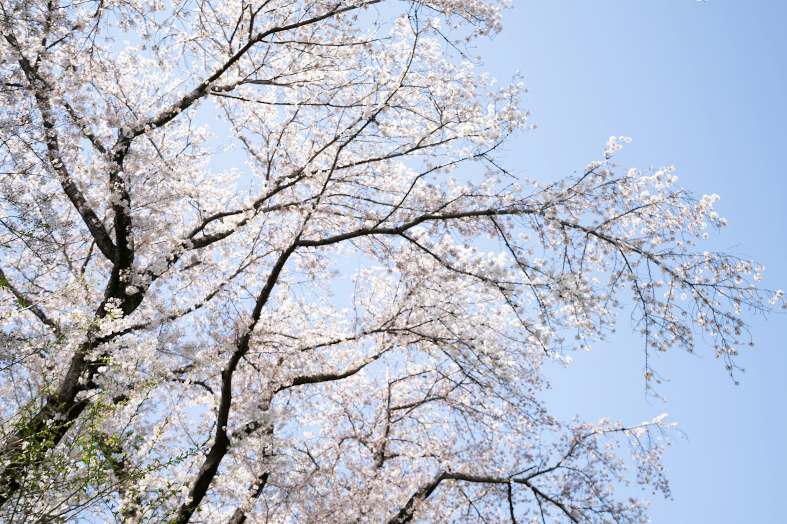 Kirschblütenbäume in voller Blüte unter einem klaren blauen Himmel