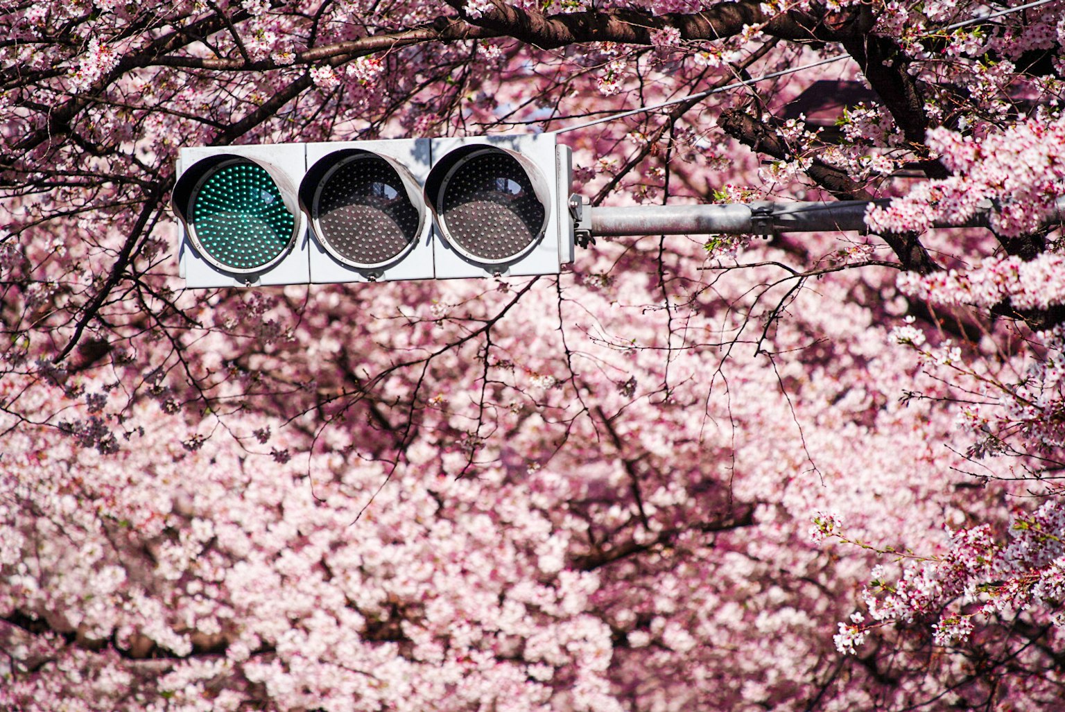 Semaforo con segnale verde circondato da ciliegi in fiore