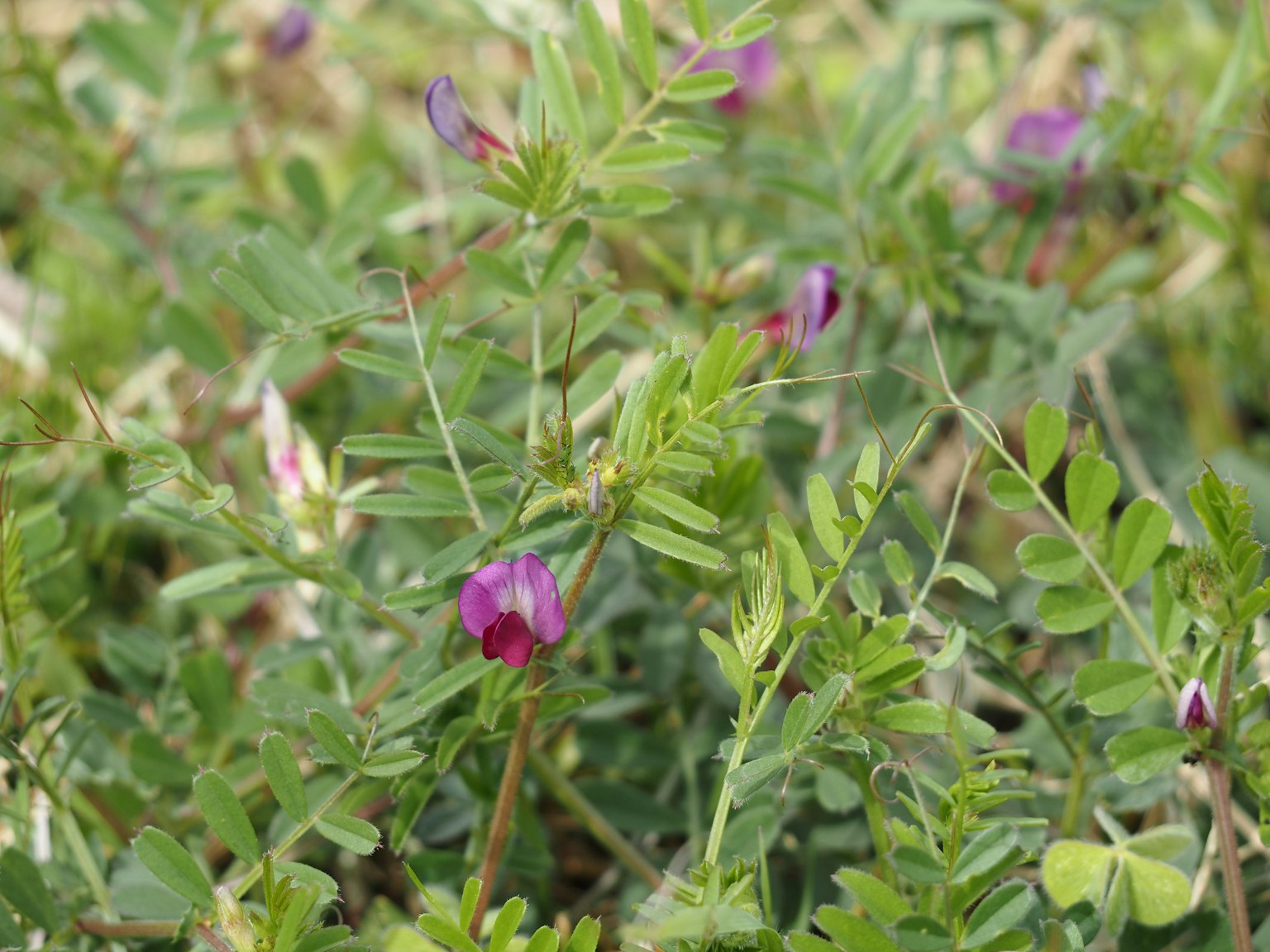 Foto de cerca de una planta con hojas verdes y flores moradas