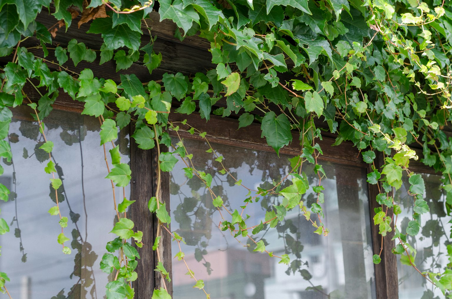 Feuilles de lierre luxuriantes grimpant autour d'un cadre de fenêtre