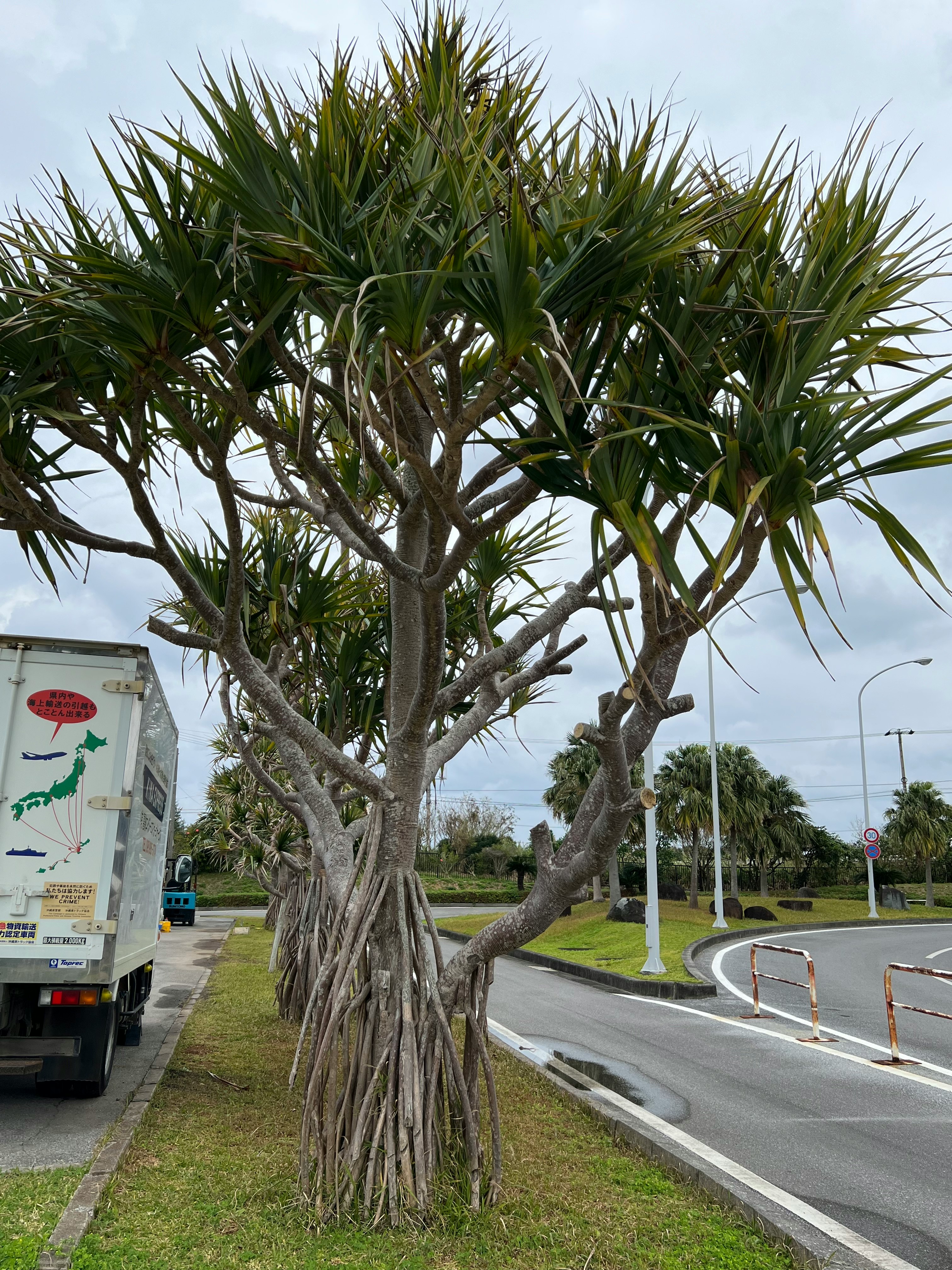 街路樹の並ぶ道路とトラック