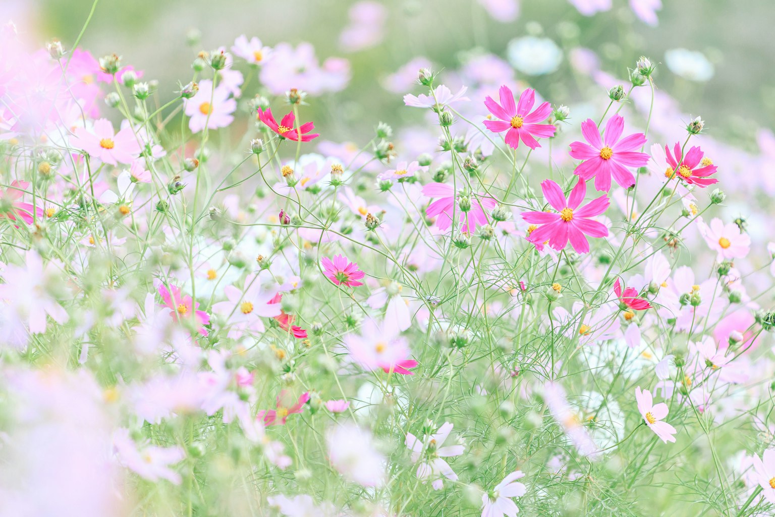 Un campo di fiori dai colori tenui in fiore
