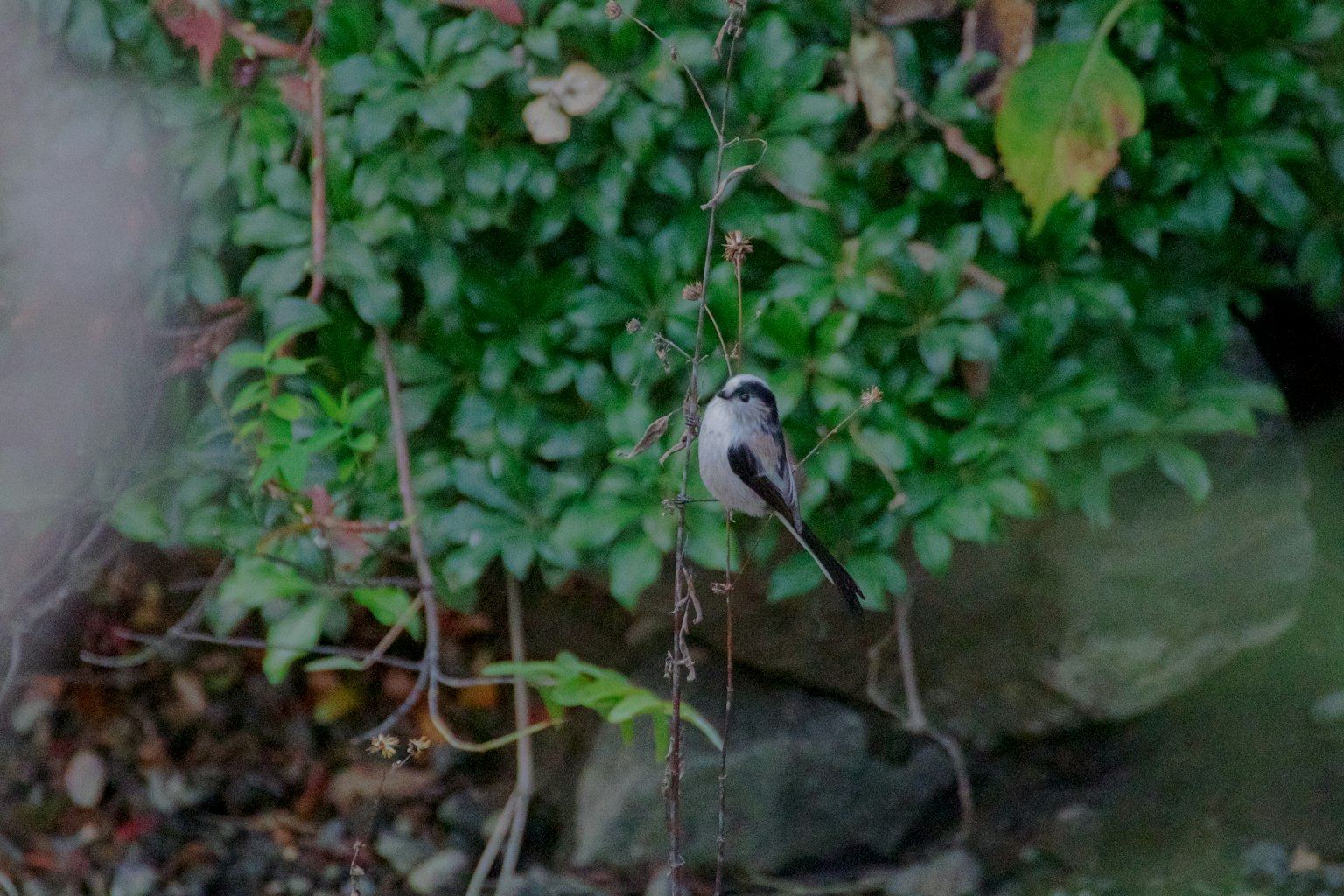 Un uccello piccolo posato tra le foglie verdi