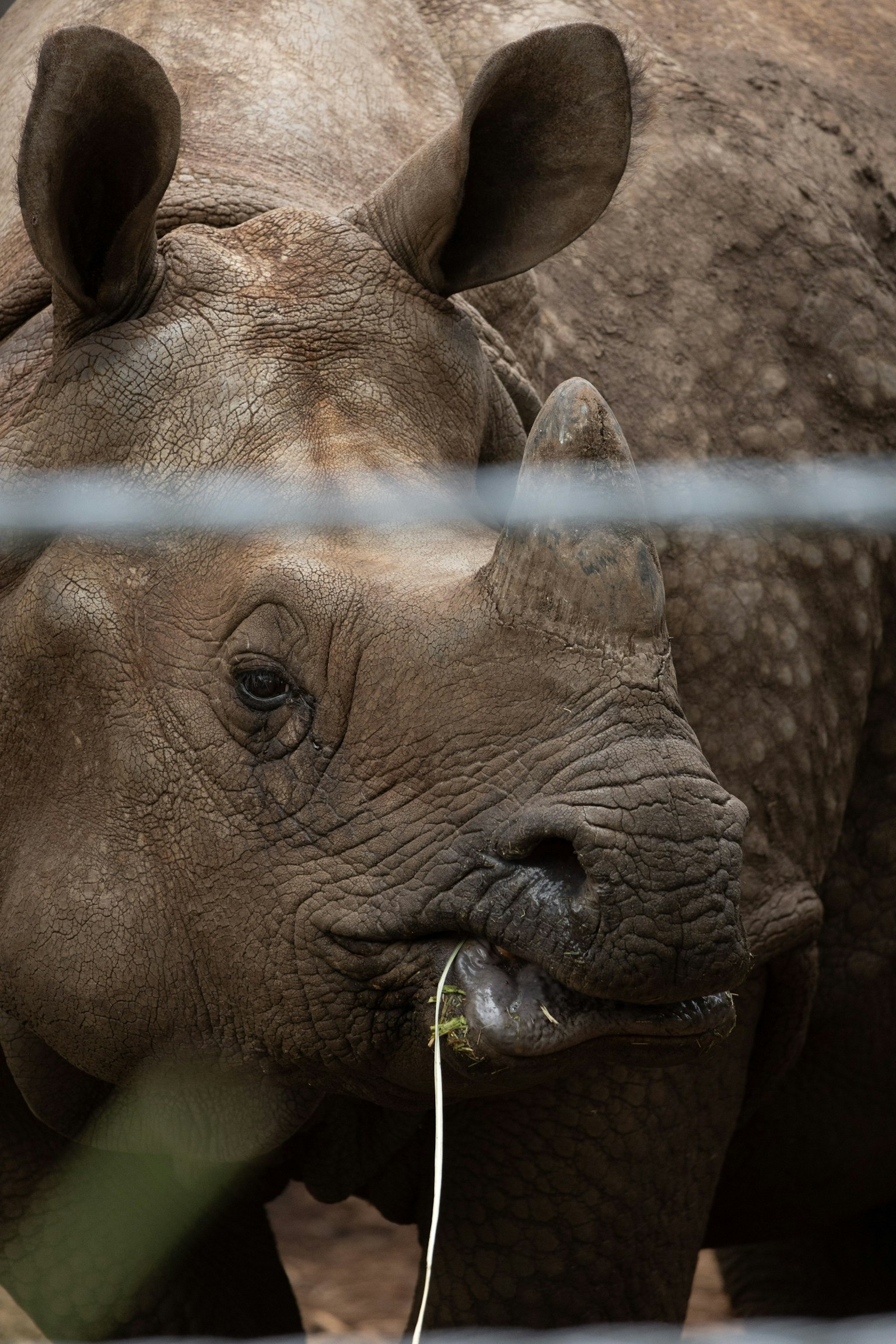 Close-up of a rhinoceros eating grass captured through a fence