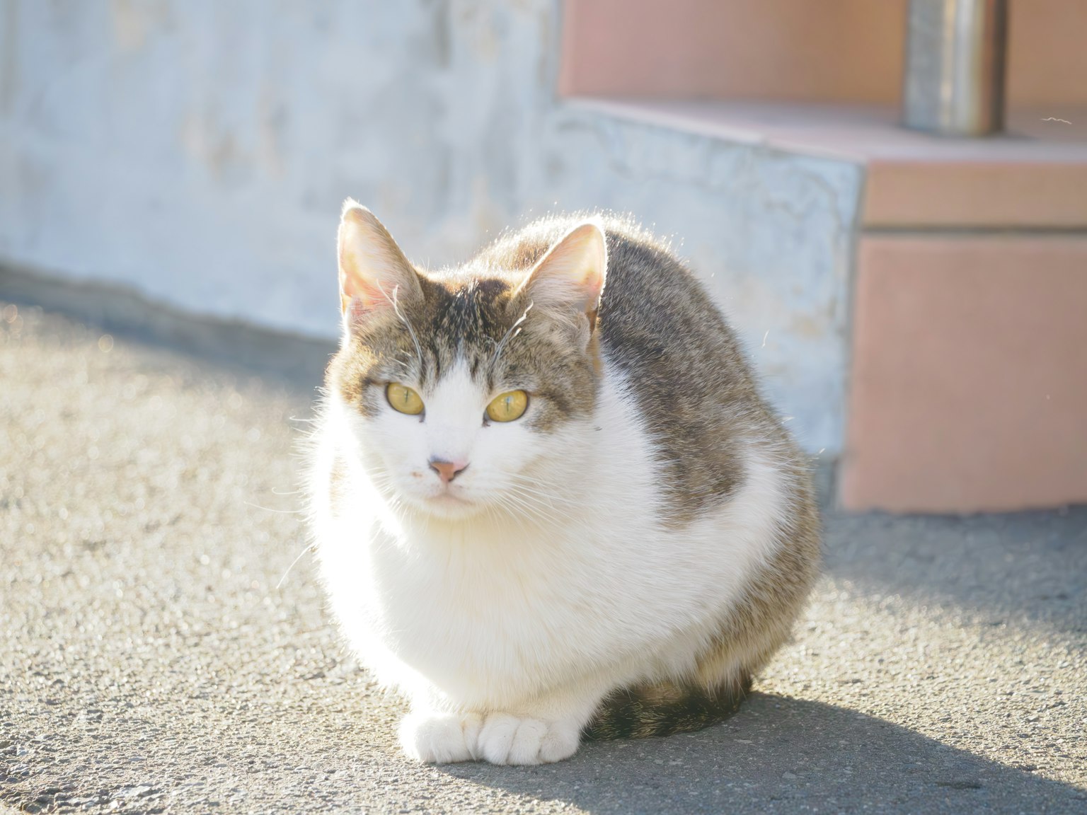 Un gatto a motivi grigi e bianchi seduto all'aperto