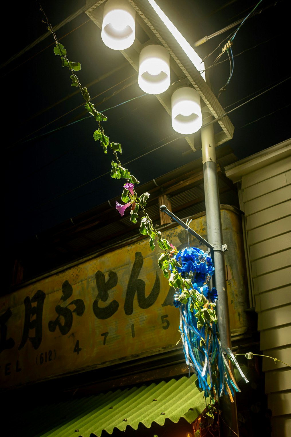 商店街の軒先に飾られた朝顔と提灯の灯りの夜景