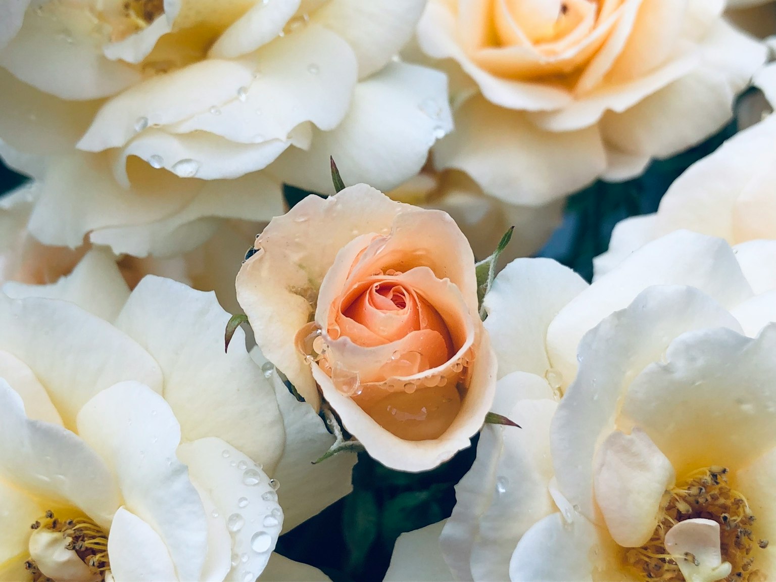 Magnifique bouquet de roses crème et pêche