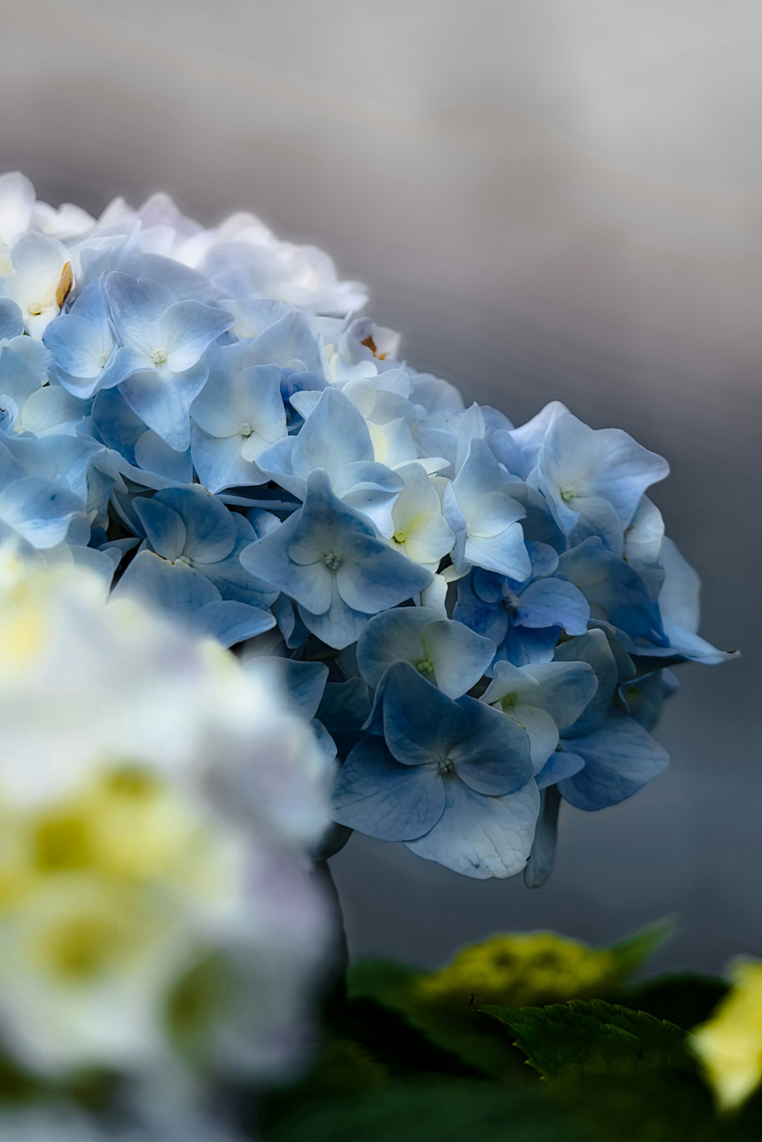 Kedekatan bunga hortensia biru dengan latar belakang kabur