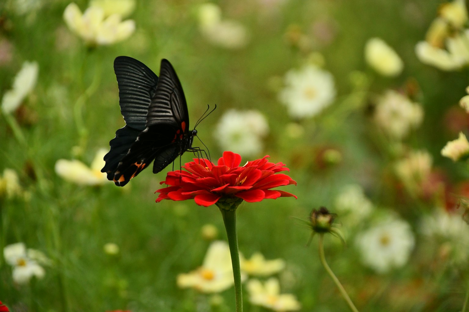 Ein schwarzer Schmetterling sitzt auf einer roten Blume in einem Garten