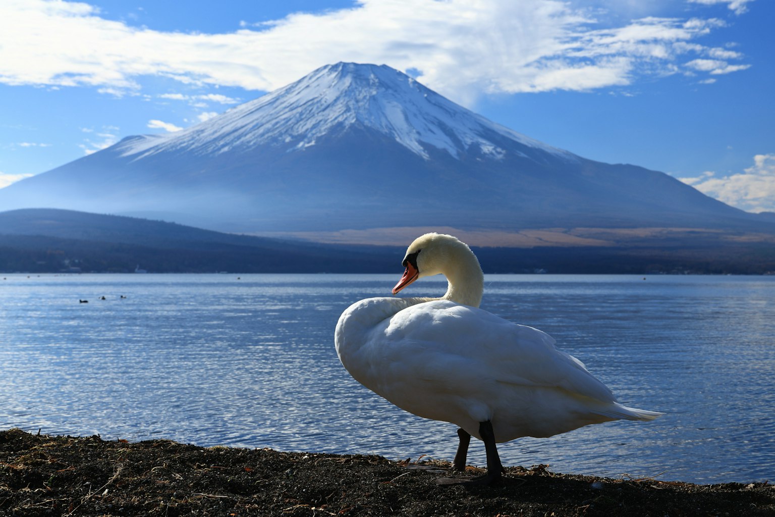 Seekor angsa di tepi danau dengan Gunung Fuji di latar belakang
