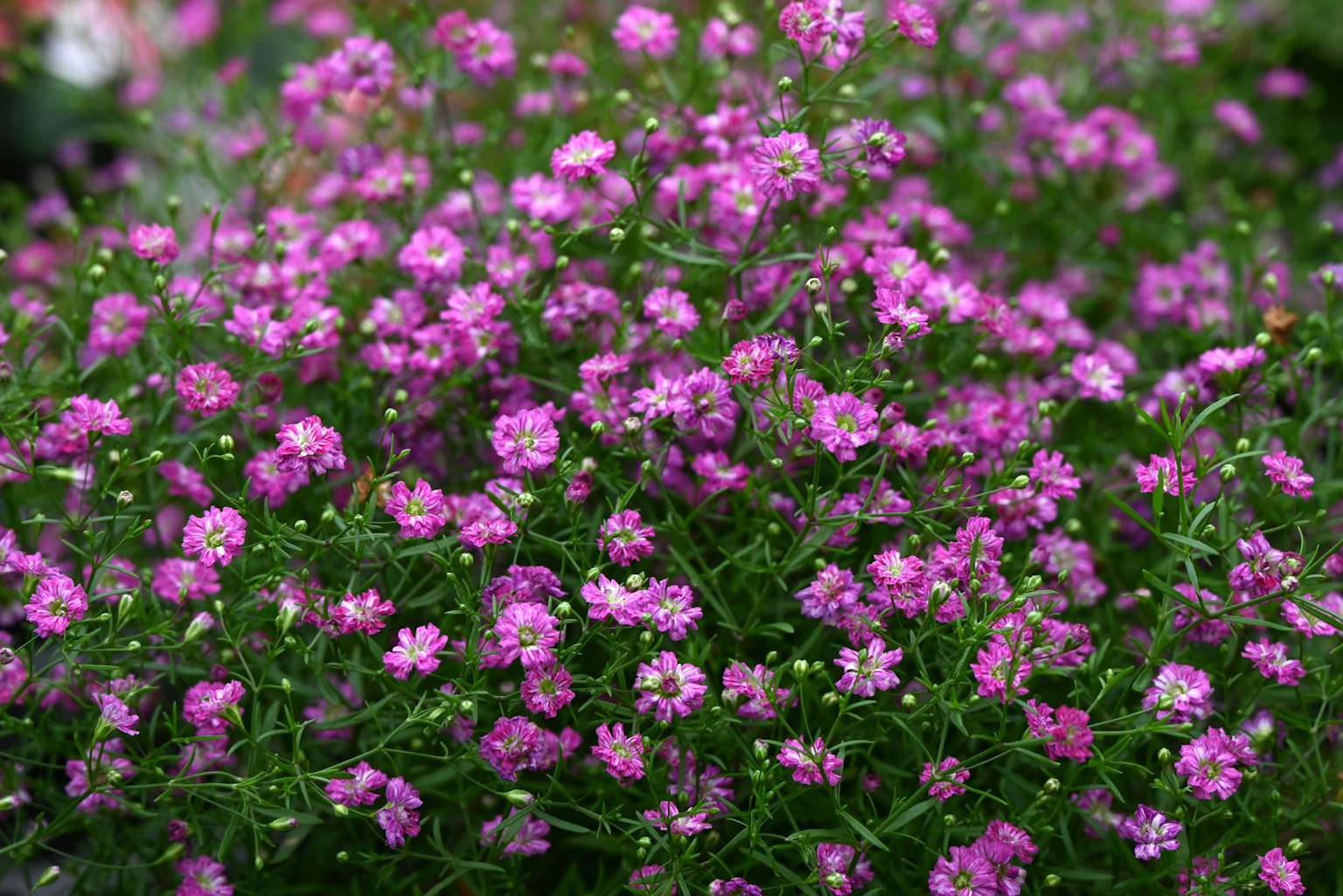 Primo piano di fiori rosa vivaci che fioriscono su una pianta verde