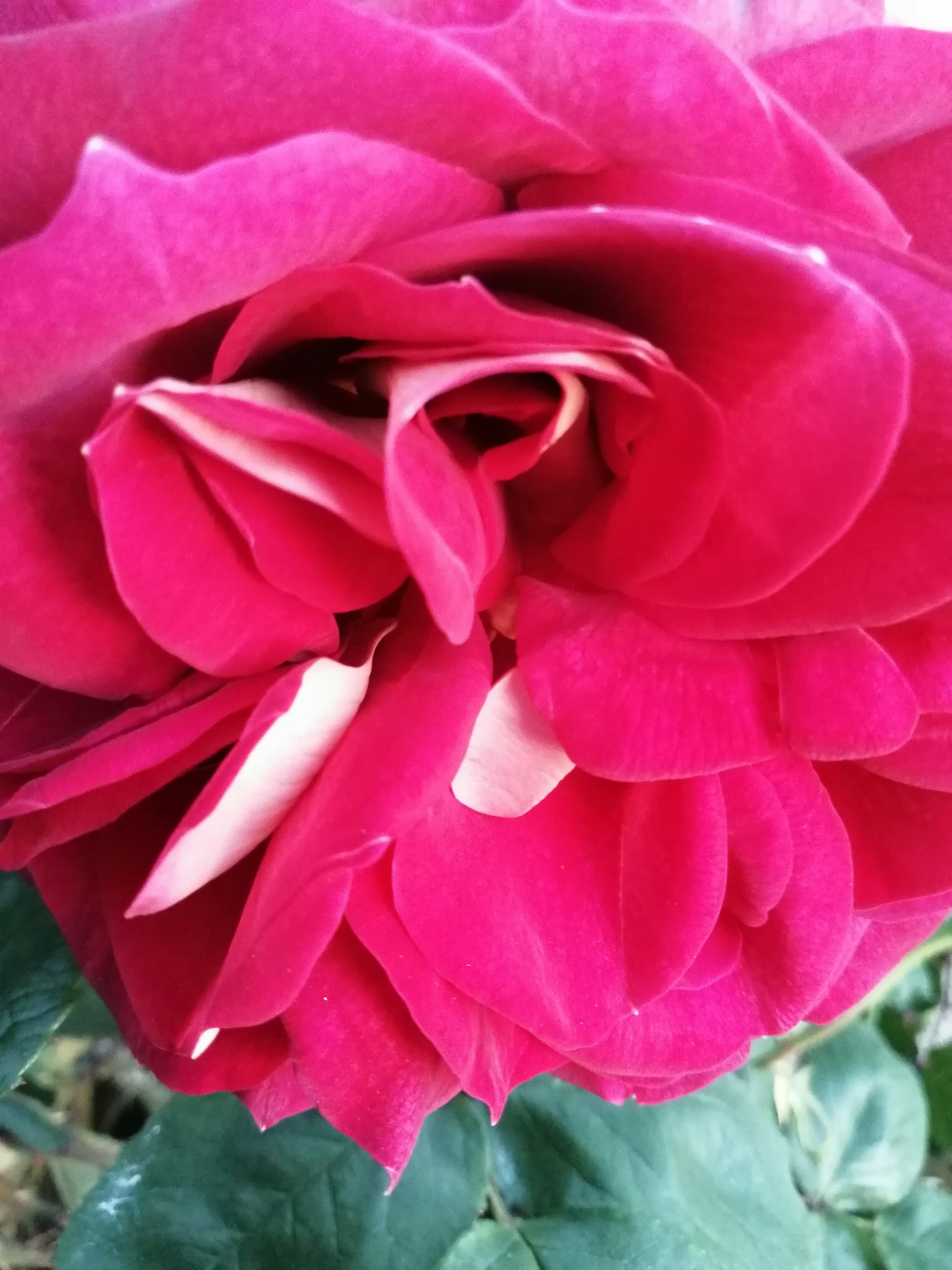Acercamiento de una rosa rosa vibrante que muestra sus hermosos pétalos y hojas verdes