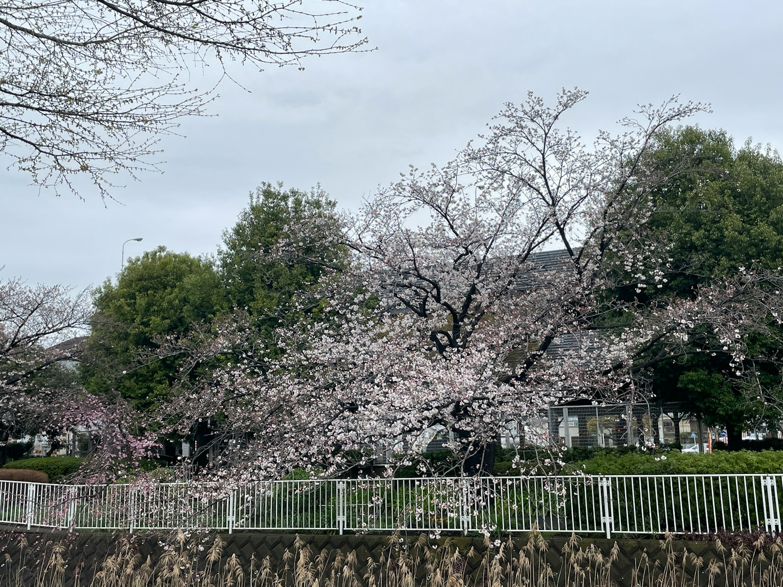 Pohon sakura yang mekar dengan pagar putih