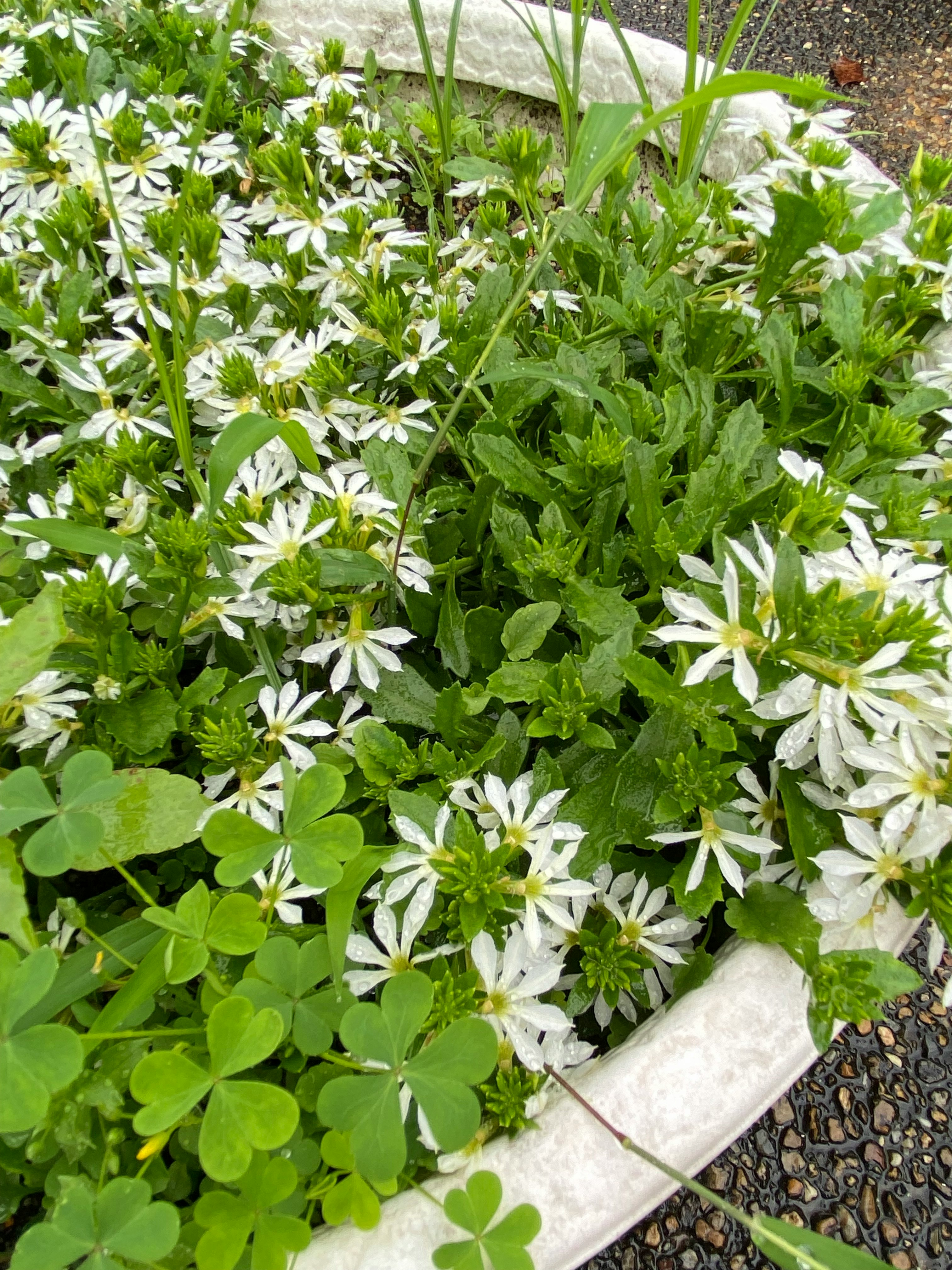 Blumenbeet im Botanischen Garten der Präfektur Kyoto mit weißen Blüten und grünem Laub