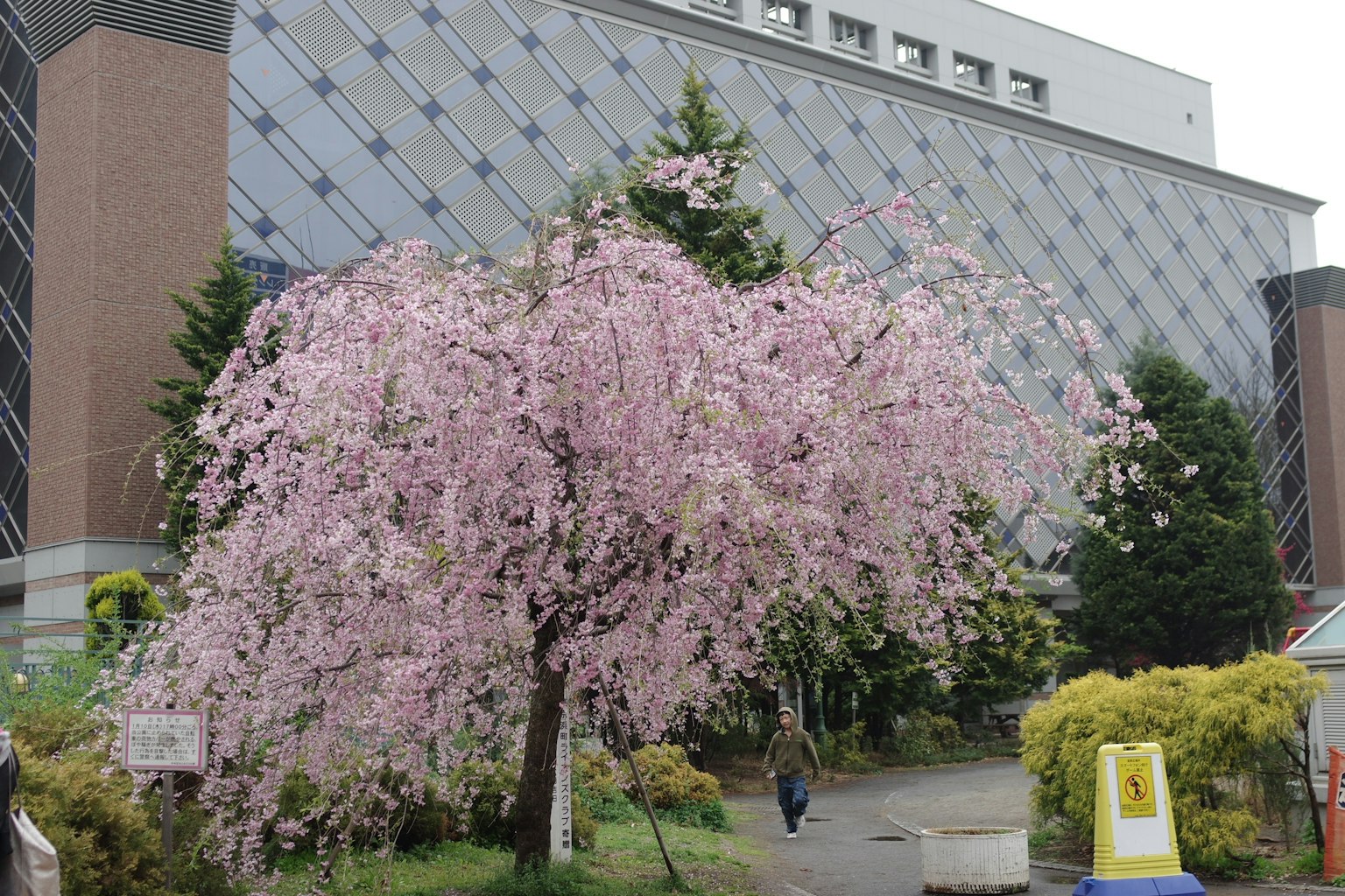 Ein blühender Kirschbaum mit einem modernen Gebäude im Hintergrund