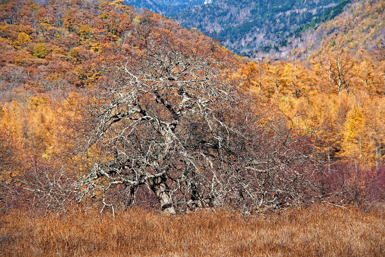 Un vieil arbre entouré de feuillage coloré d'automne dans un paysage pittoresque