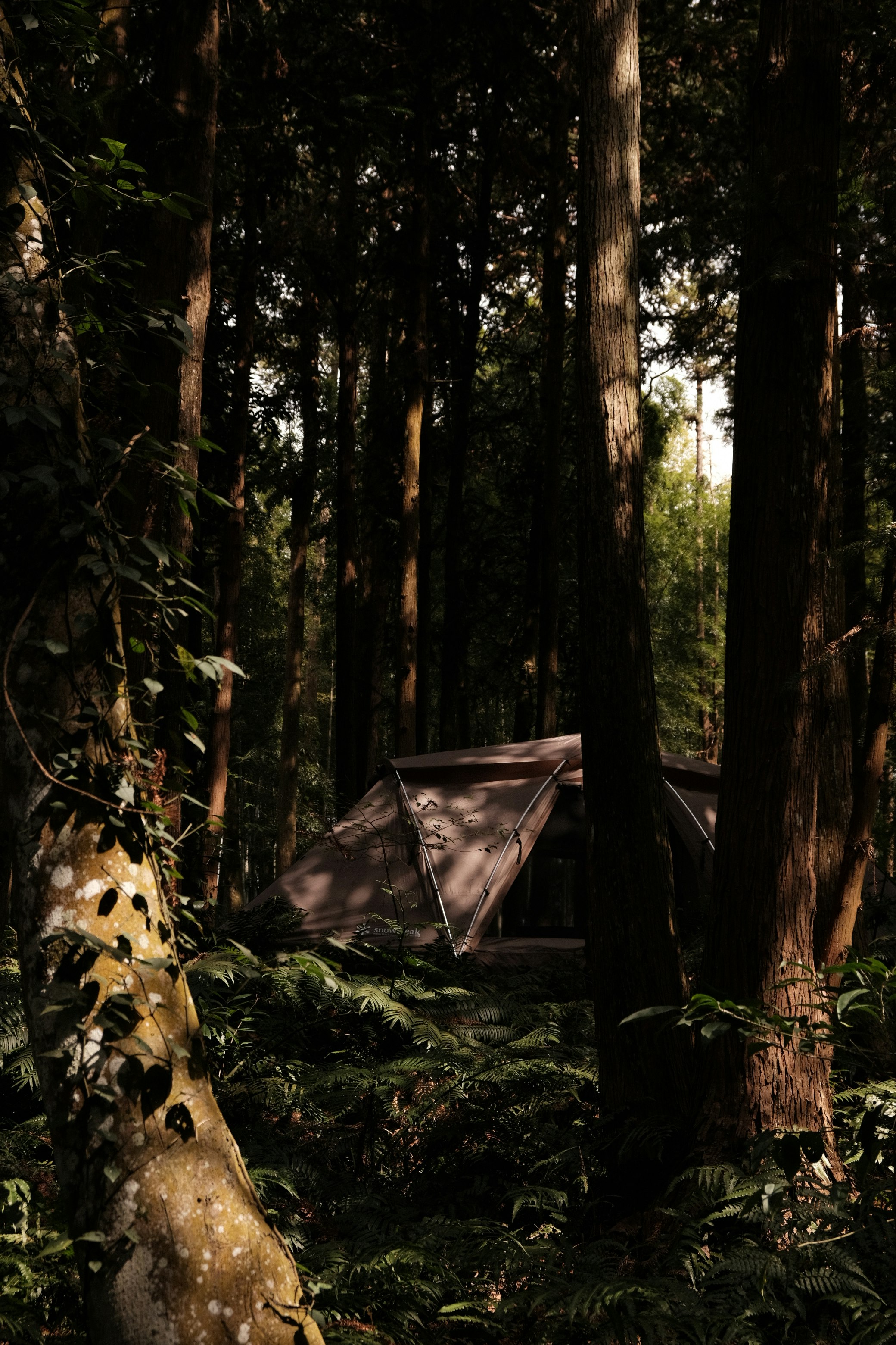 tenda perkemahan di hutan dengan pepohonan tinggi