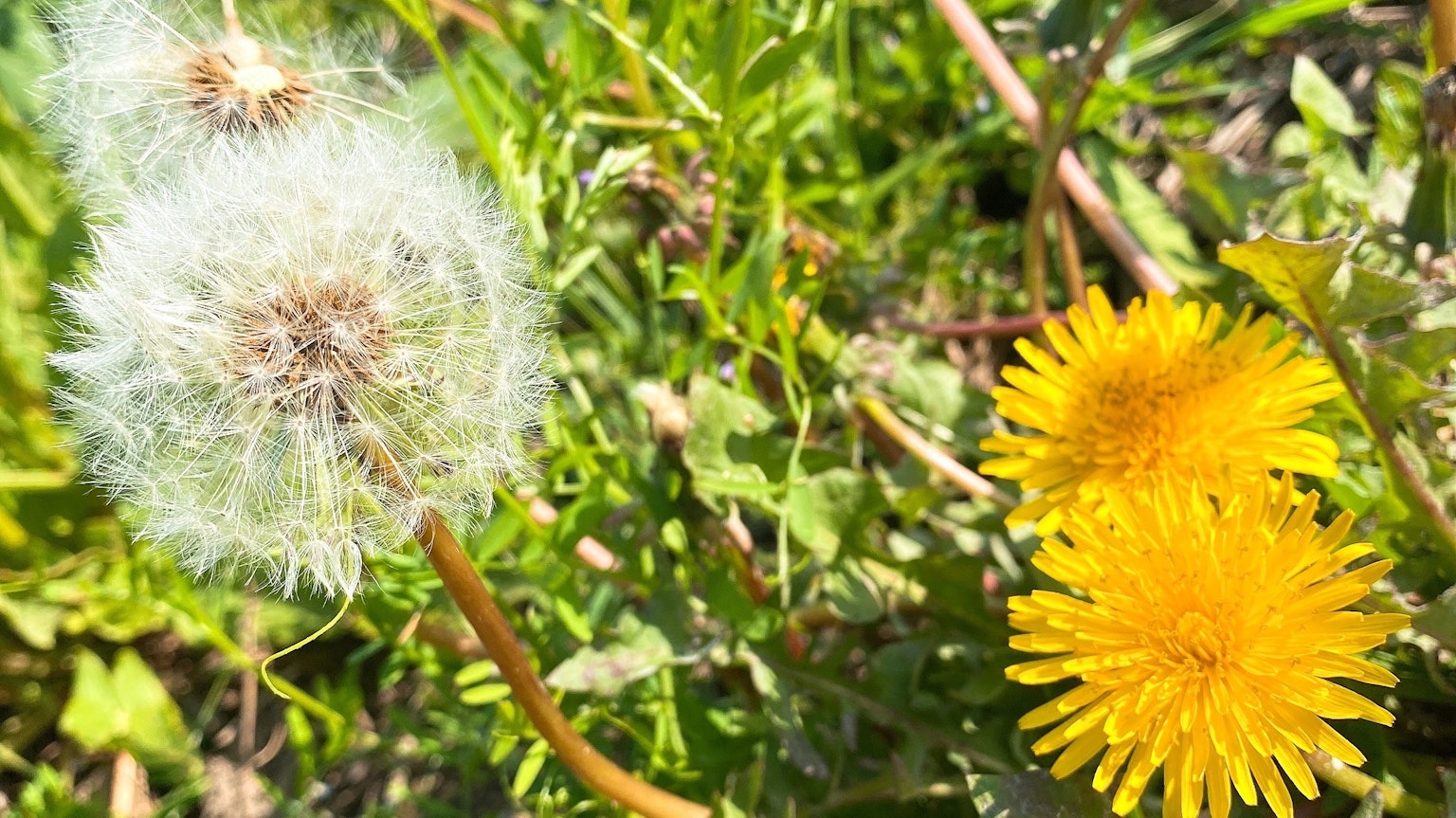 Nahaufnahme eines Löwenzahns mit flauschigem Samenstand und leuchtend gelber Blüte im grünen Gras