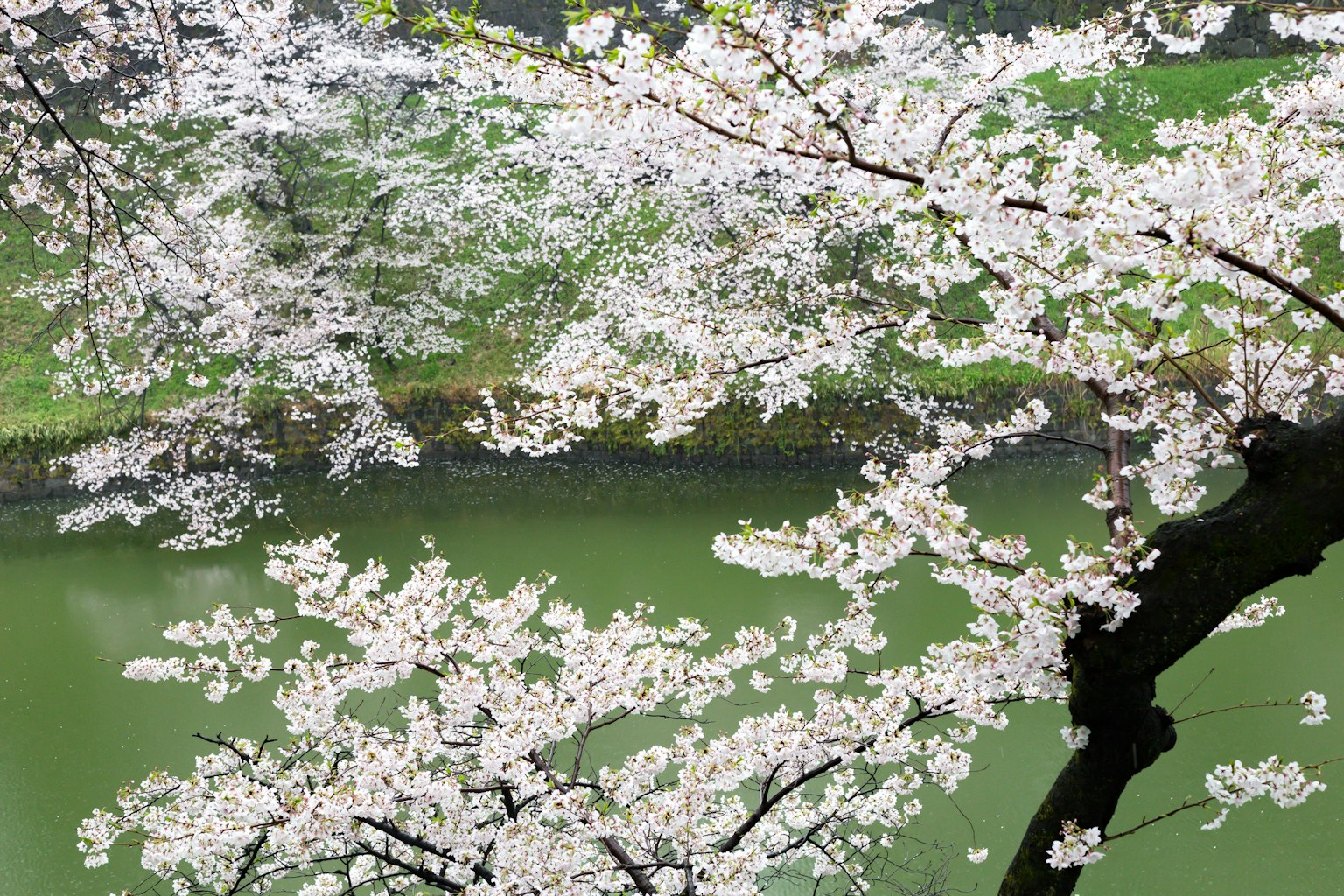 櫻花樹枝上開滿白花的綠色池塘
