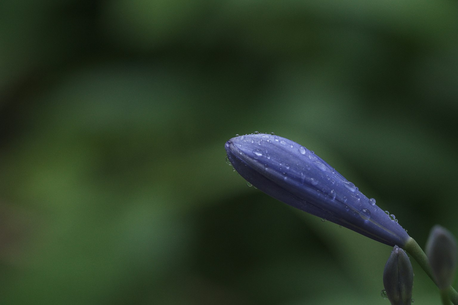 A close-up of a blue-purple flower bud with water droplets