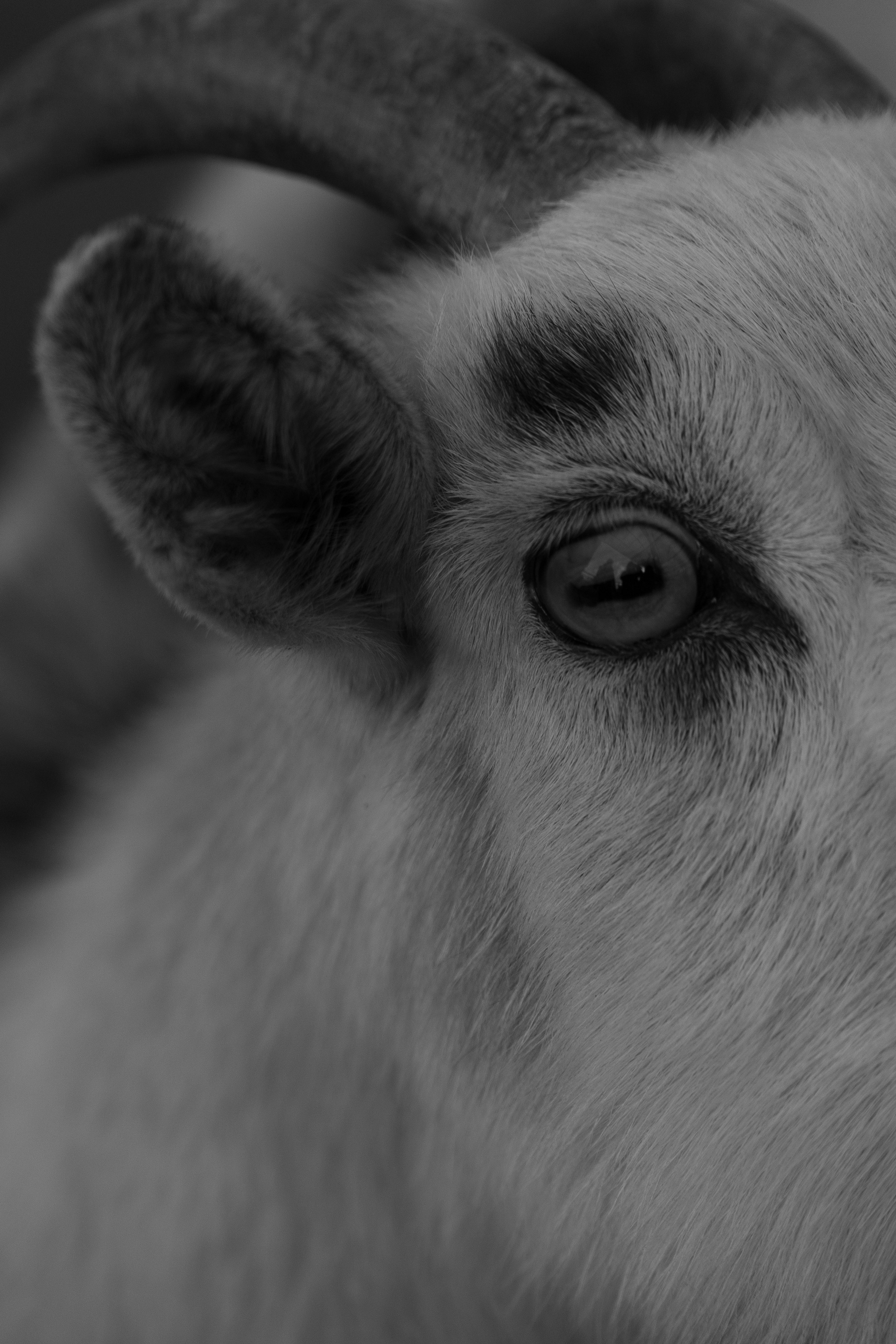 primer plano de un cachorro de perfil