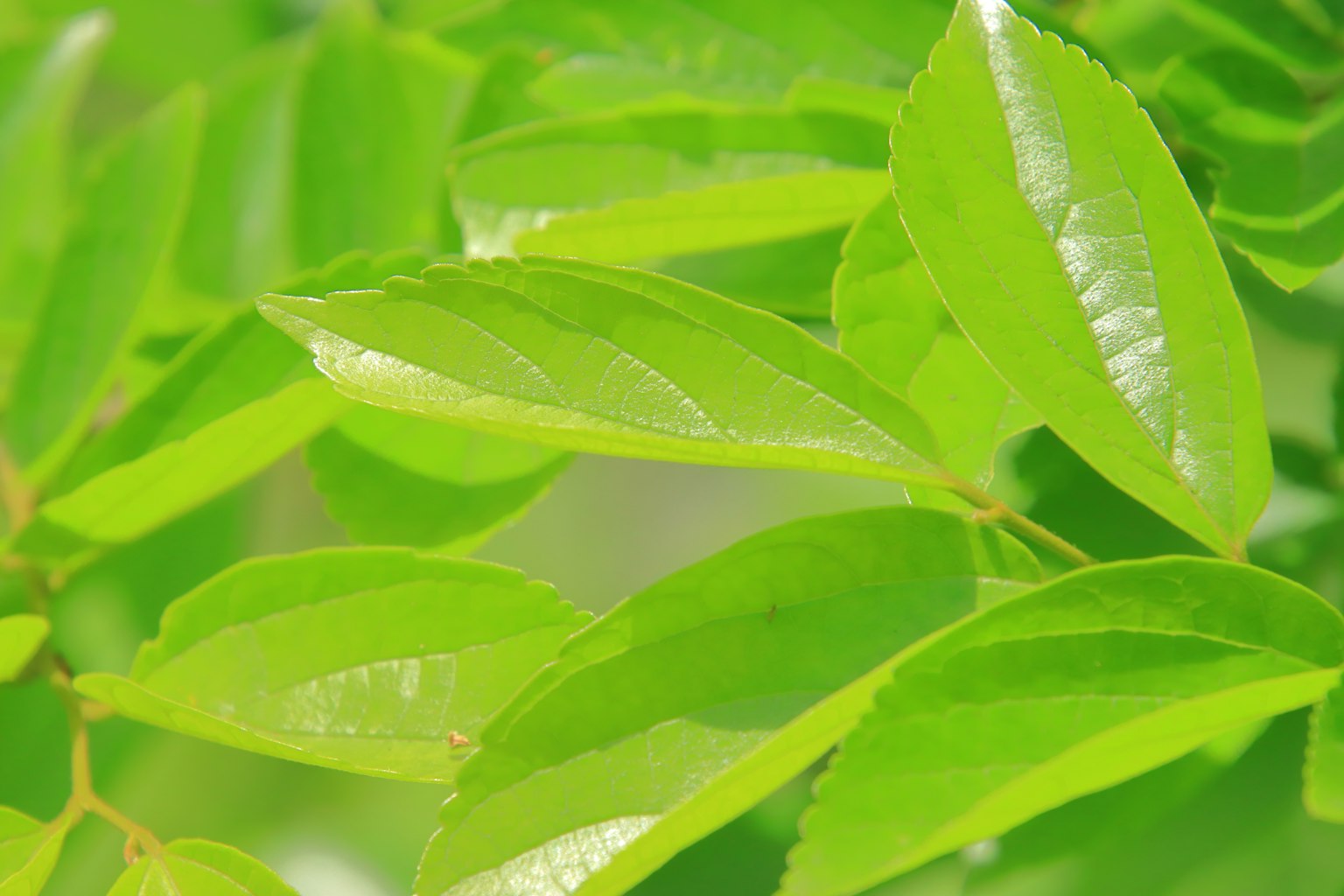 Close-up of vibrant green leaves showcasing glossy texture