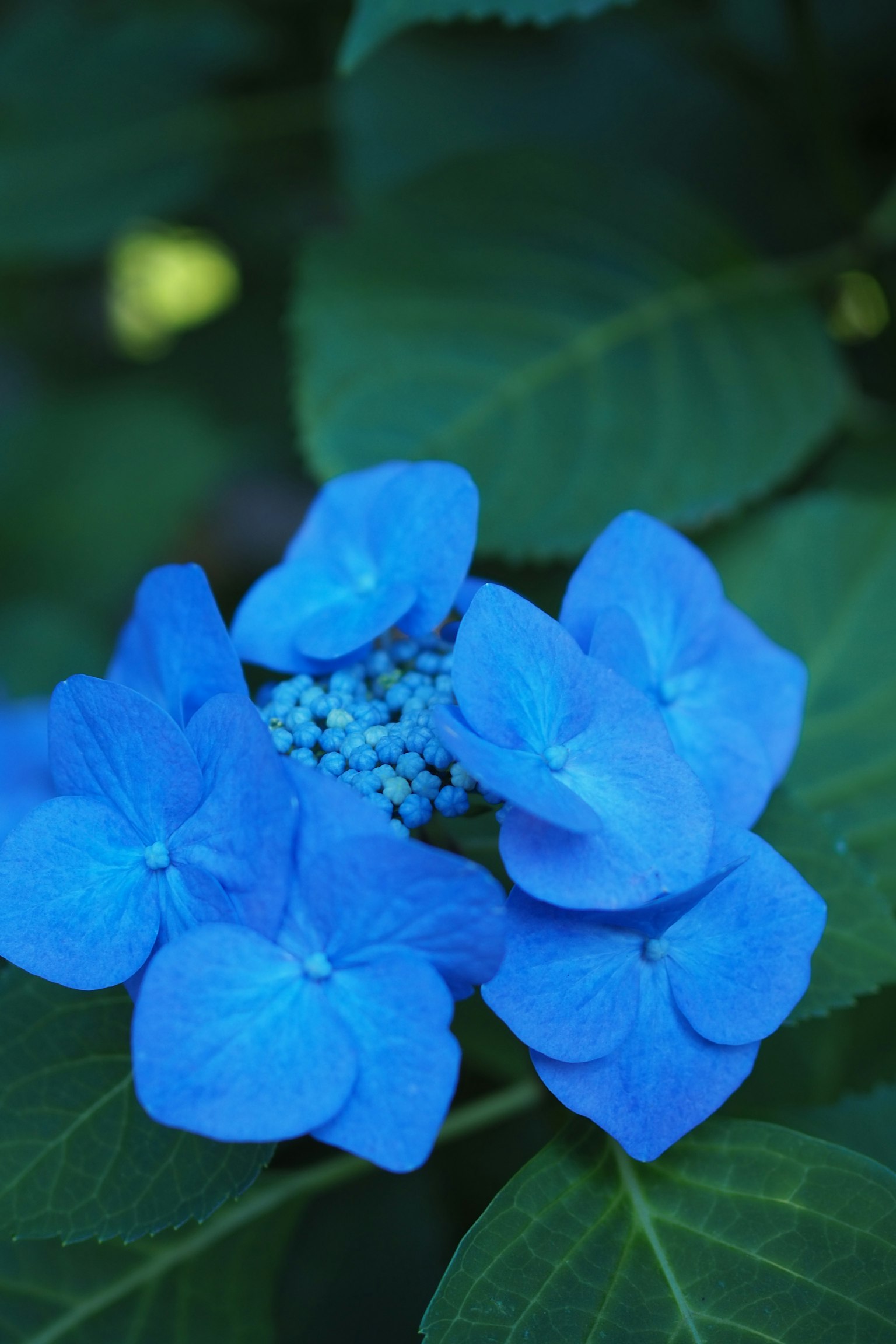 ดอกไฮเดรนเยียสีน้ำเงินล้อมรอบด้วยใบเขียว