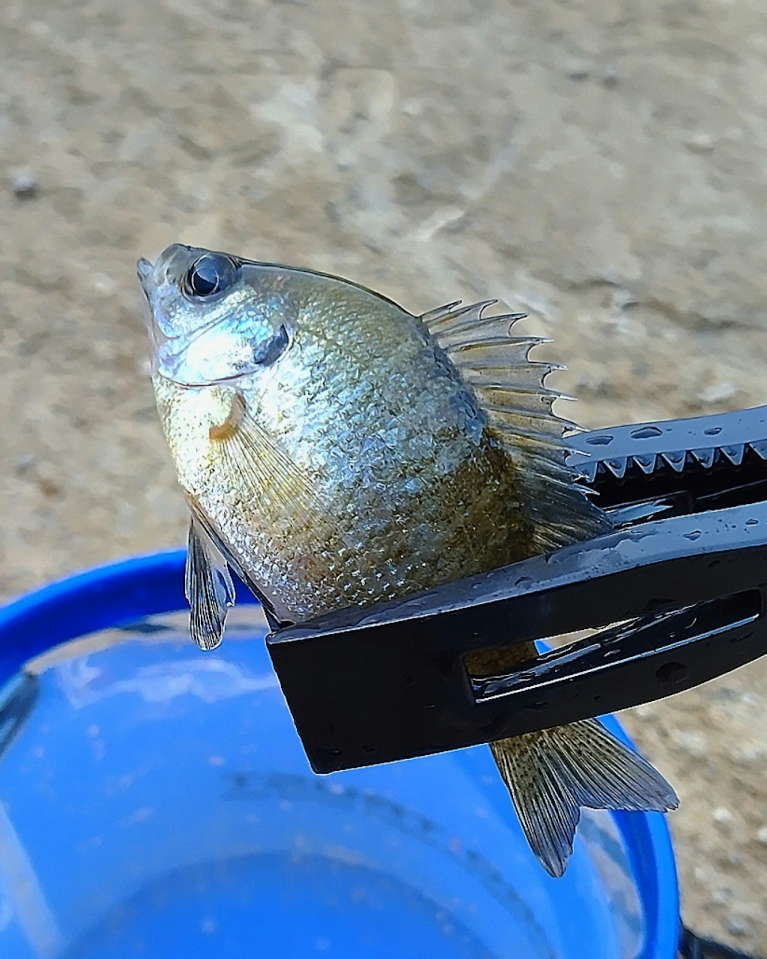 Ikan yang dipegang dengan penjepit di atas ember biru