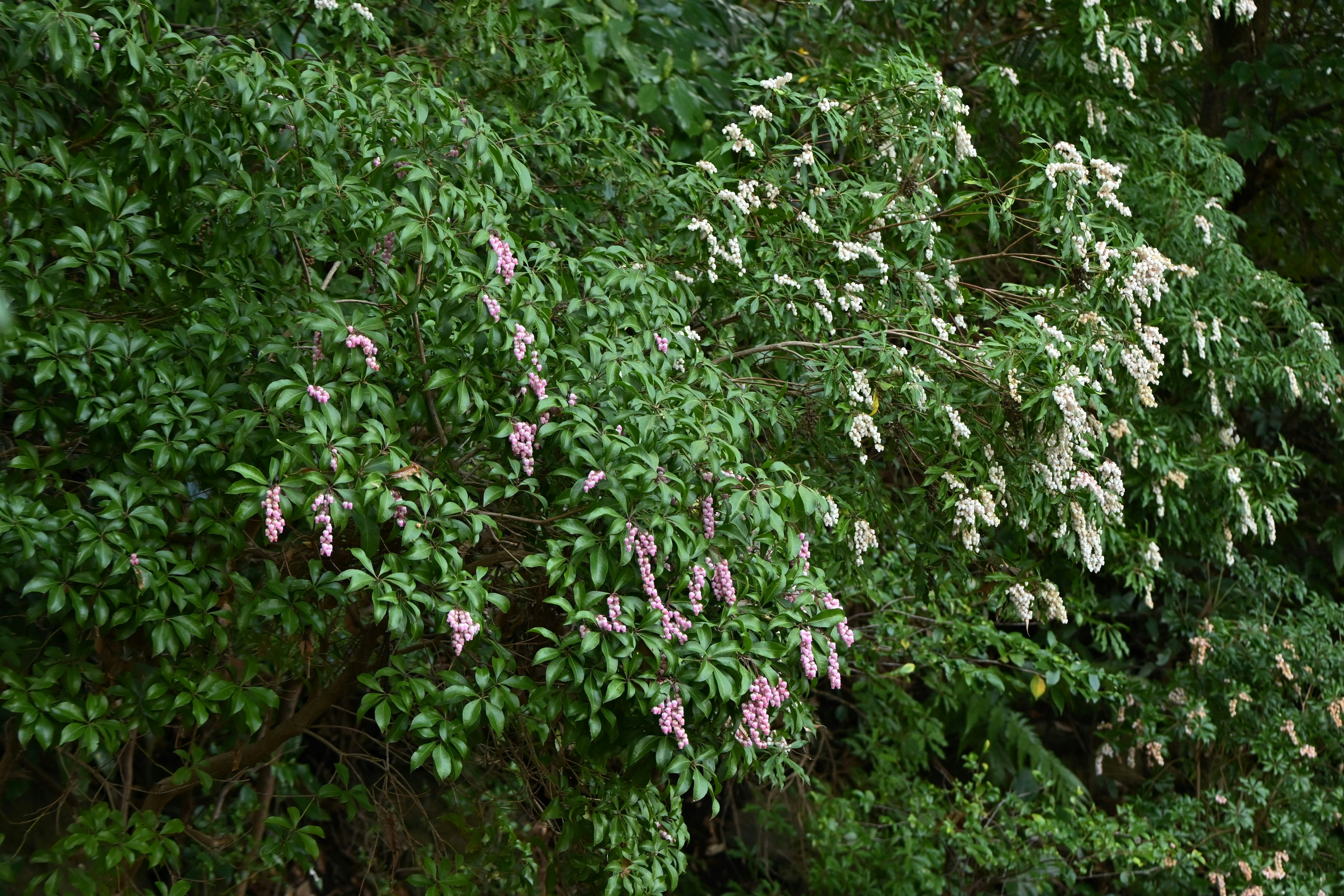 アセビの花が茂る低木の群生