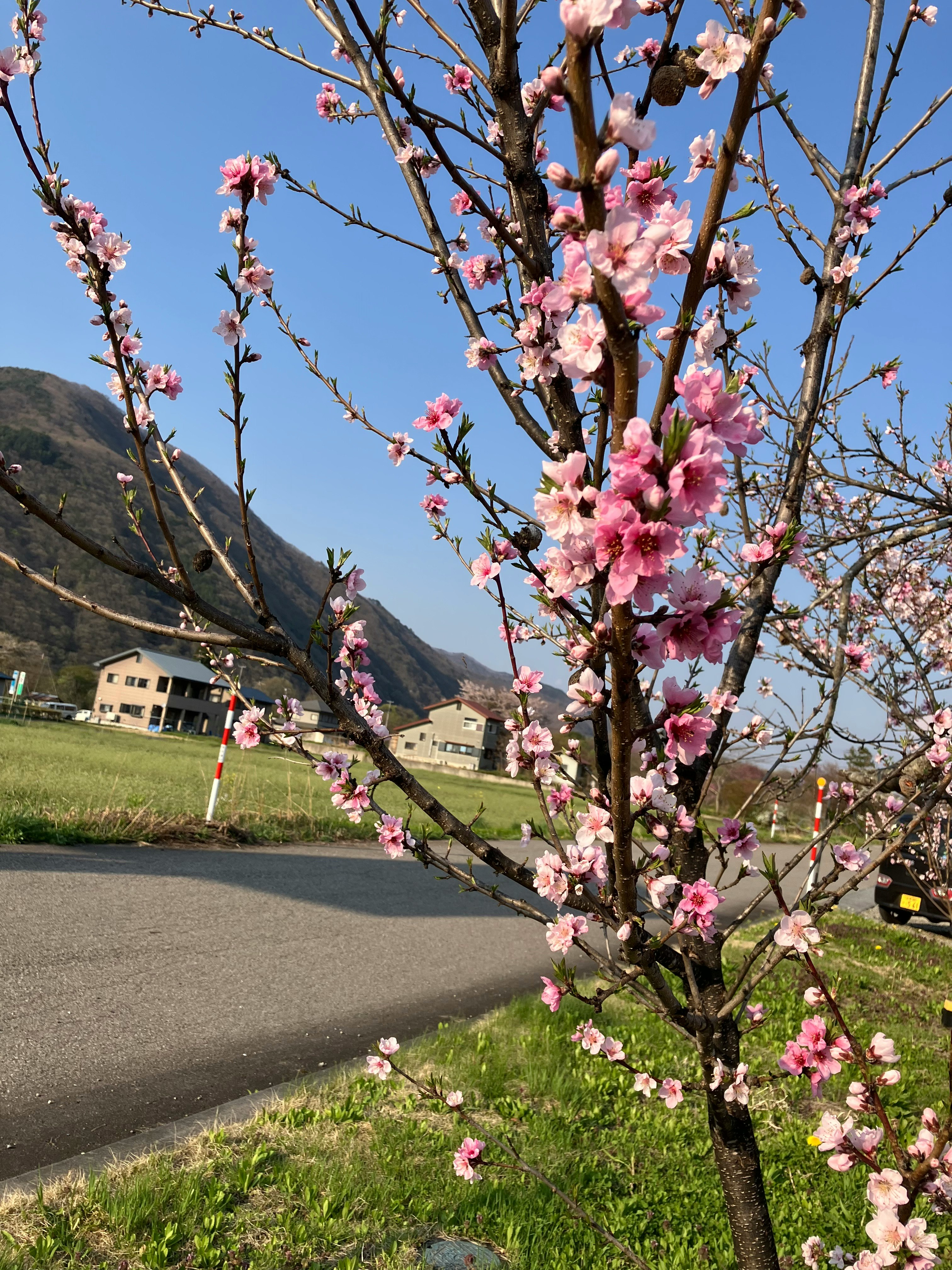 桃花沿路盛開，山景與田園風光